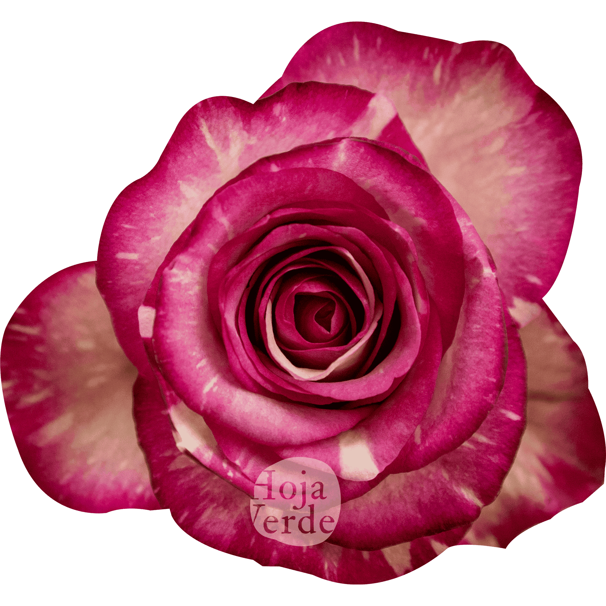 Clown rose by Hoja Verde with creamy white petals marbled in vivid hot pink streaks