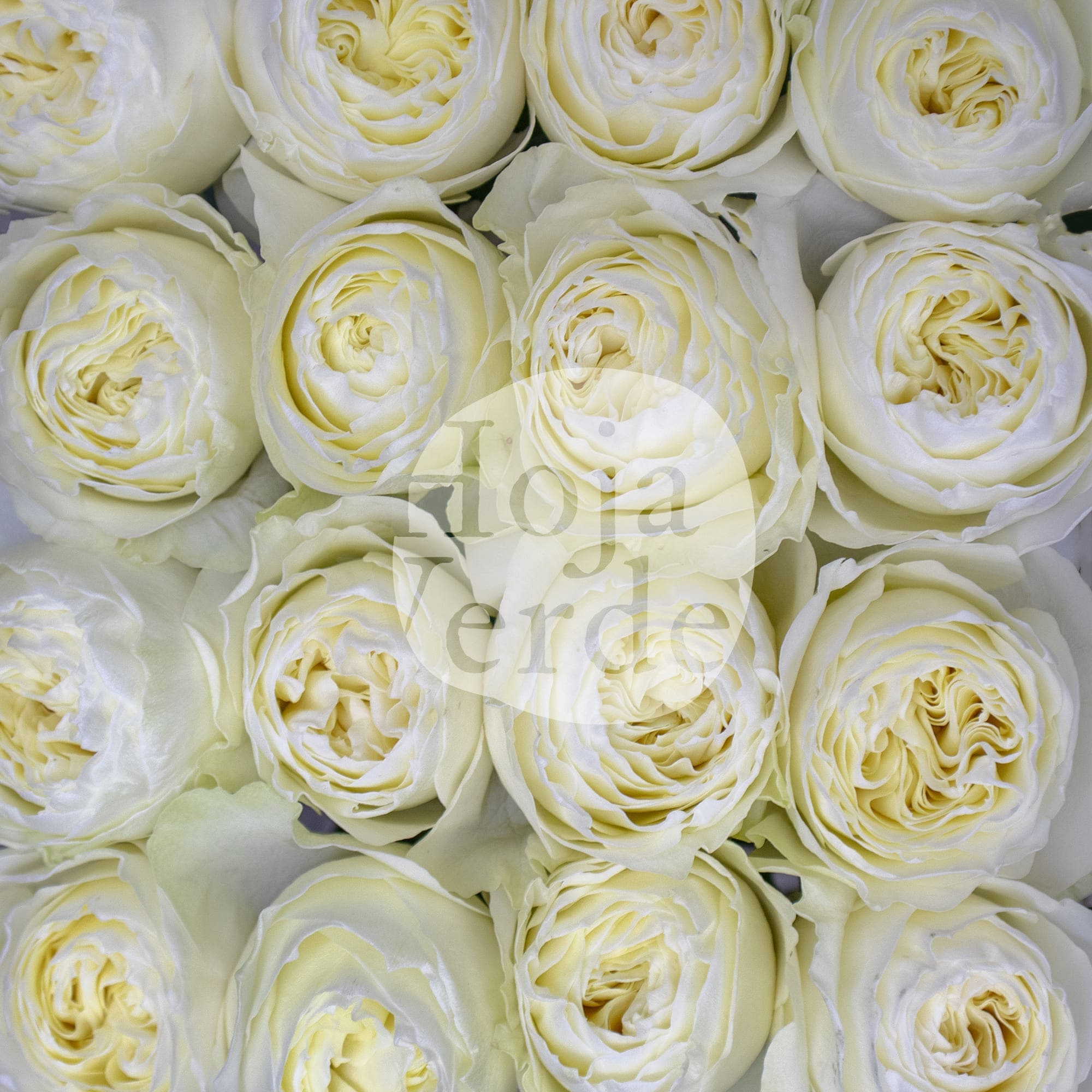 Coldplay by Hoja Verde is white garden rose with creamy-toned center and lush garden-style petals