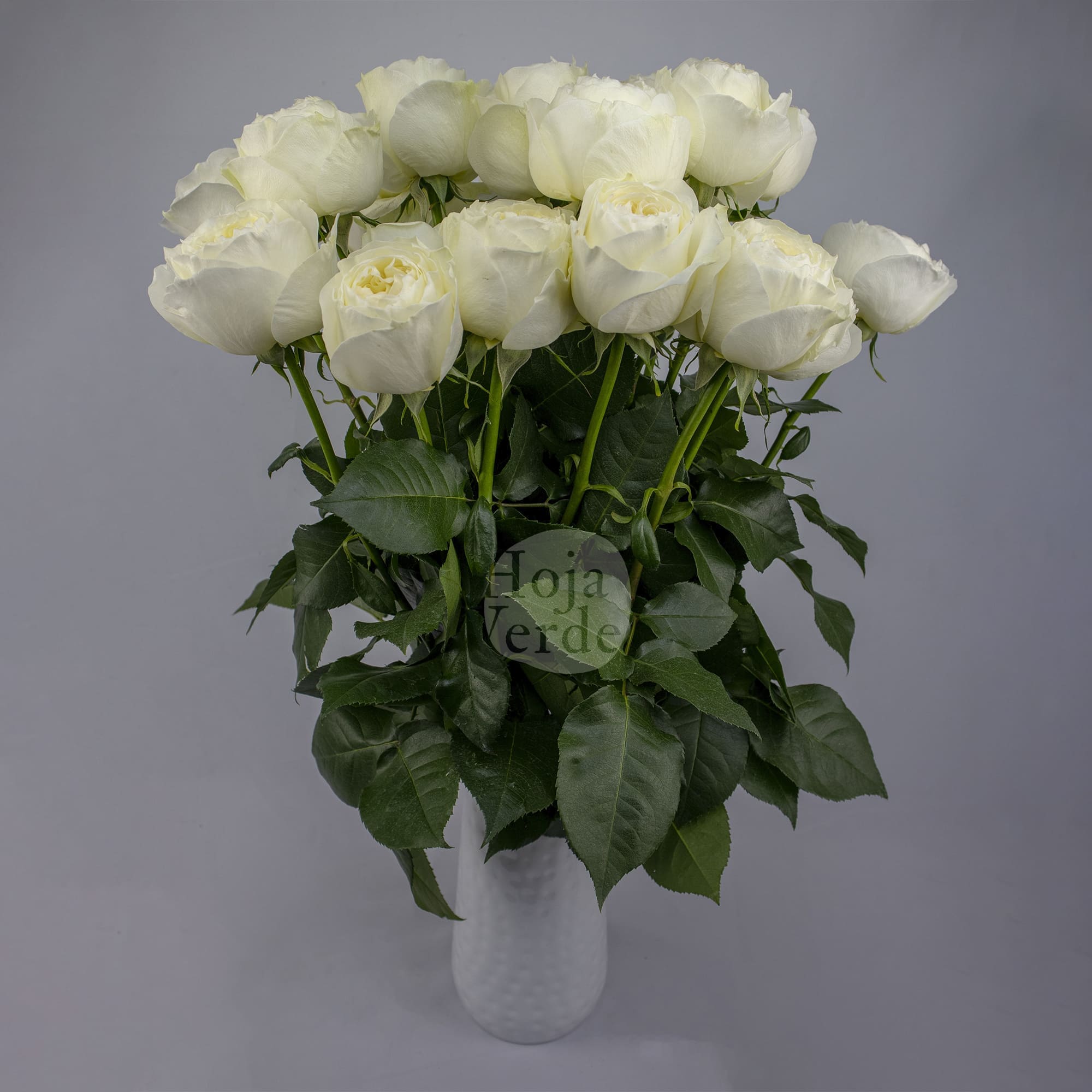 Coldplay by Hoja Verde is white garden rose with creamy-toned center and lush garden-style petals