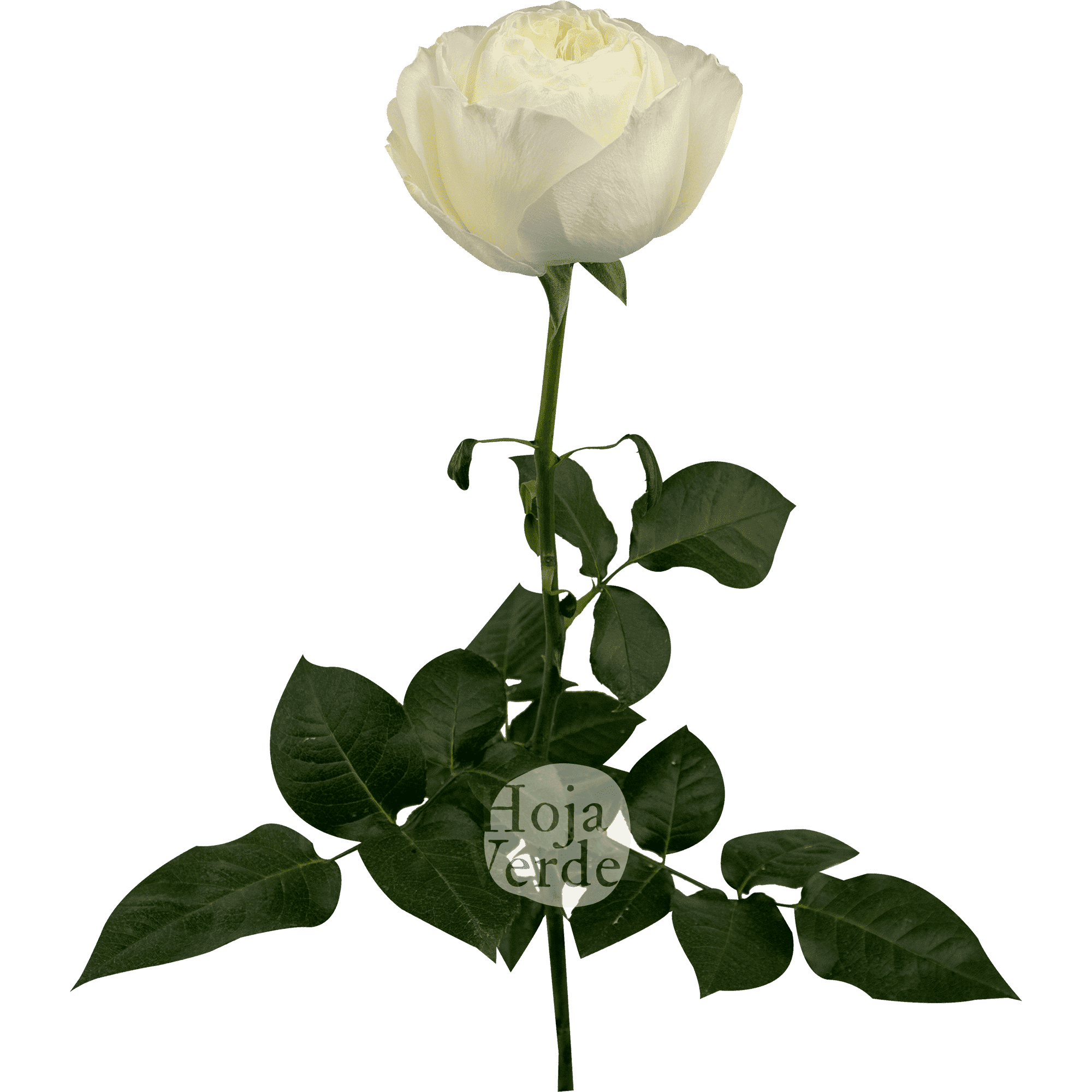 Coldplay by Hoja Verde is white garden rose with creamy-toned center and lush garden-style petals