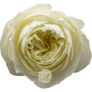 Coldplay by Hoja Verde is white garden rose with creamy-toned center and lush garden-style petals