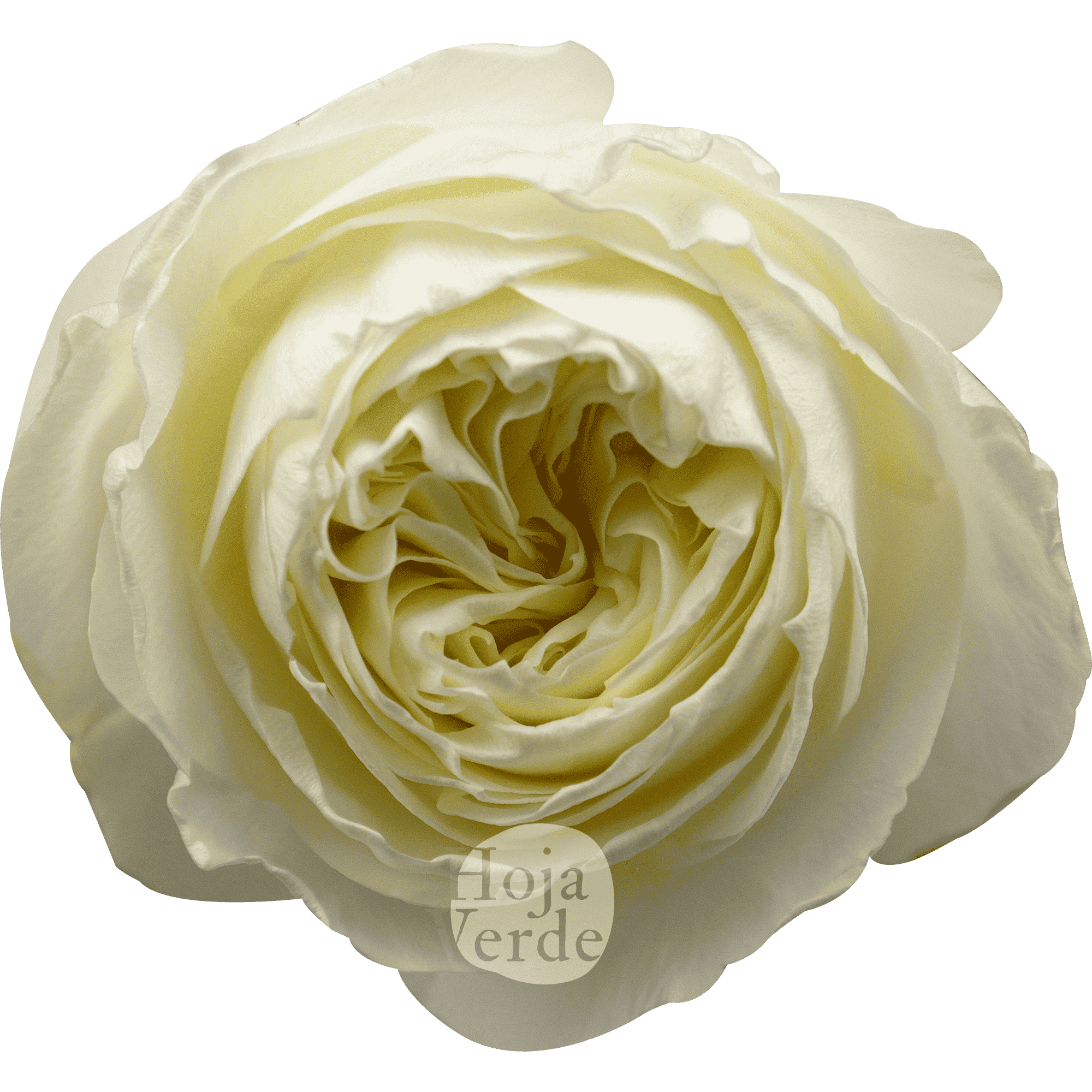 Coldplay by Hoja Verde is white garden rose with creamy-toned center and lush garden-style petals