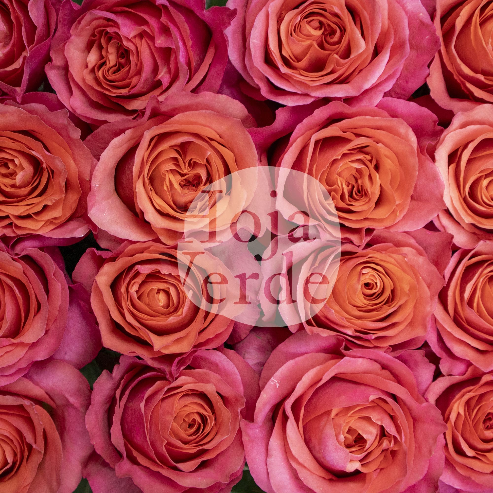 Constanza by Hoja Verde a coral rose with vibrant petals and bold color saturation