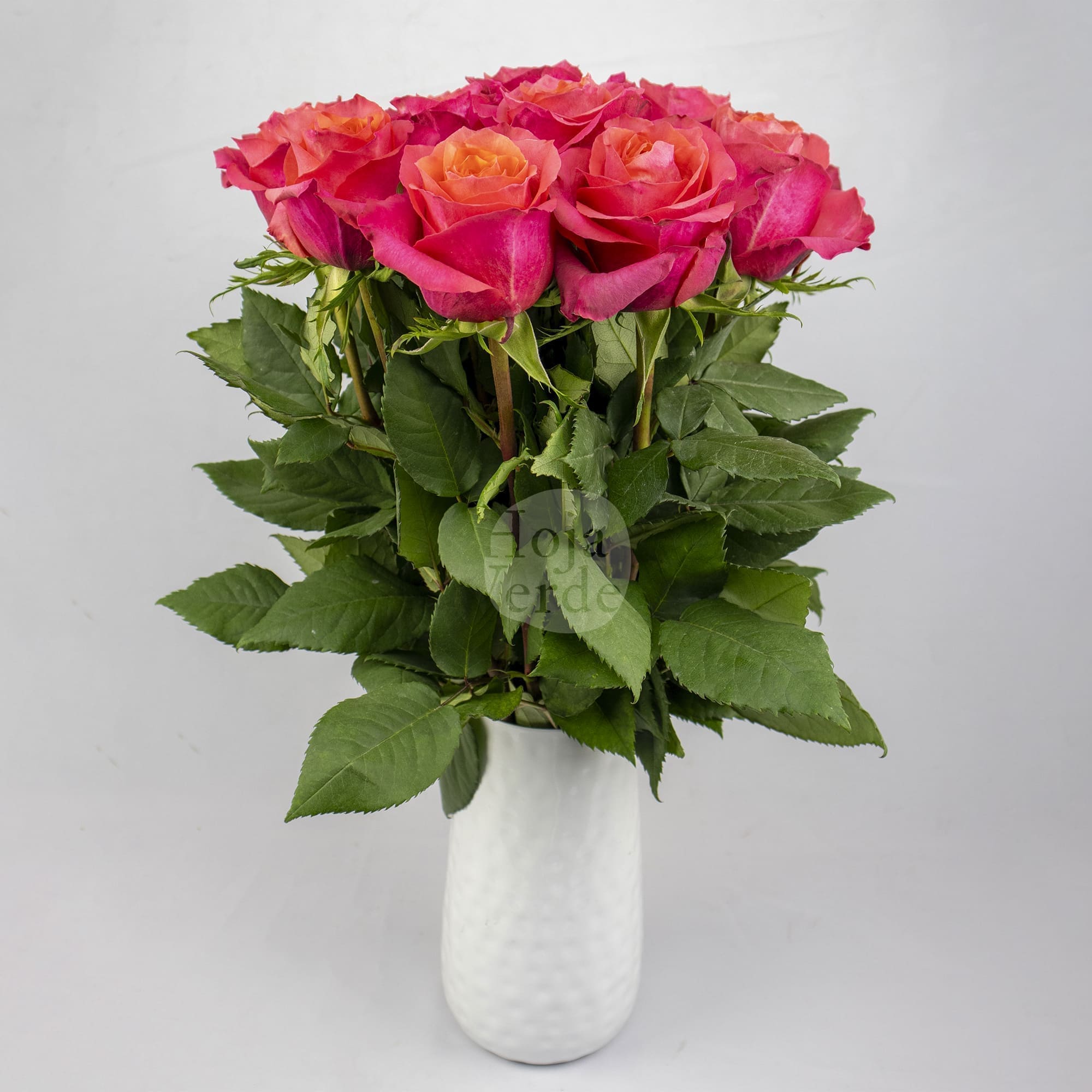 Constanza by Hoja Verde a coral rose with vibrant petals and bold color saturation