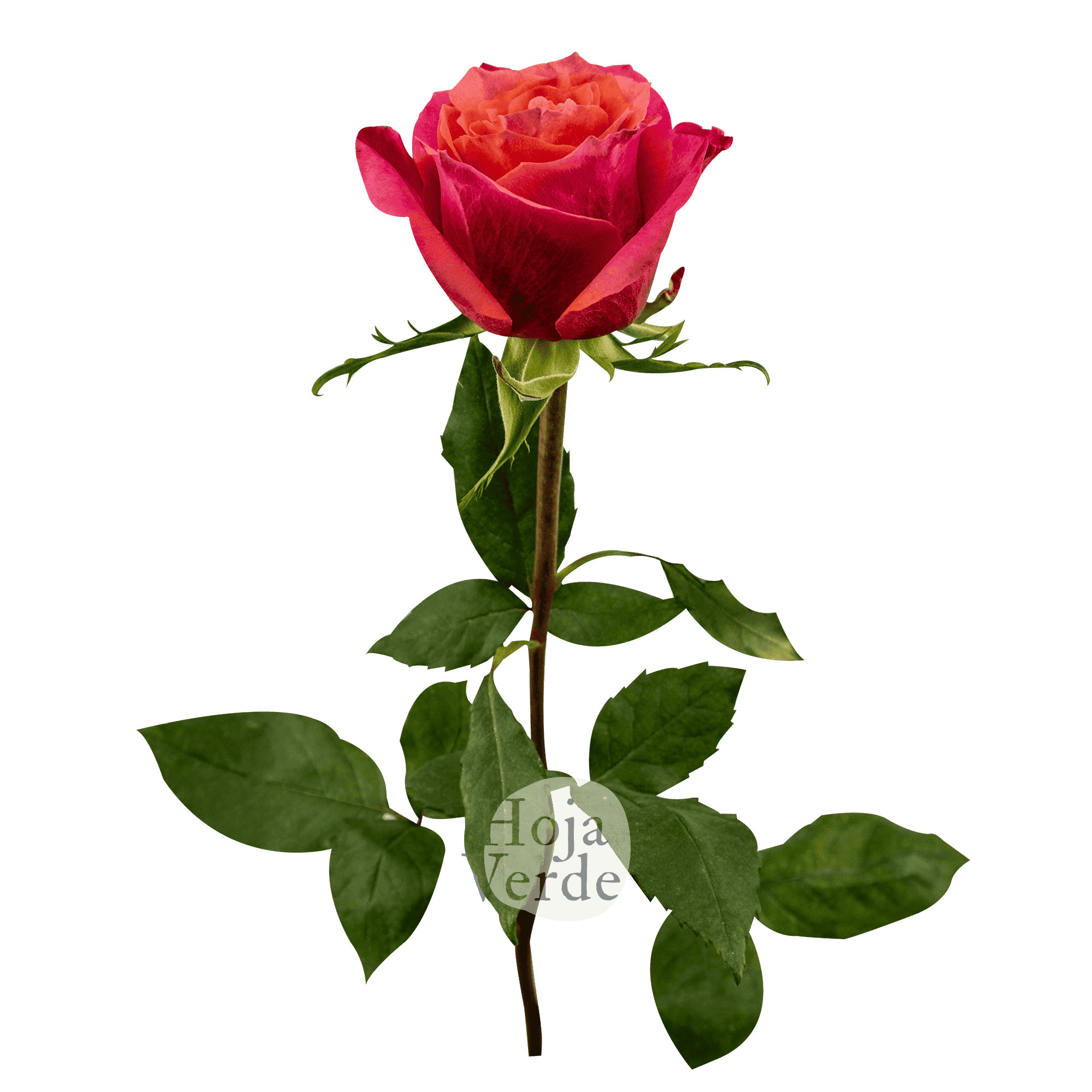 Constanza by Hoja Verde a coral rose with vibrant petals and bold color saturation