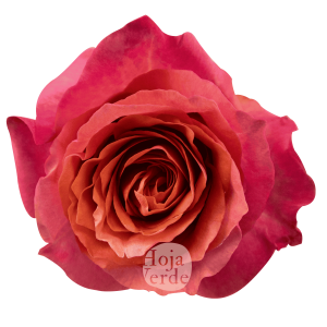Constanza by Hoja Verde a coral rose with vibrant petals and bold color saturation