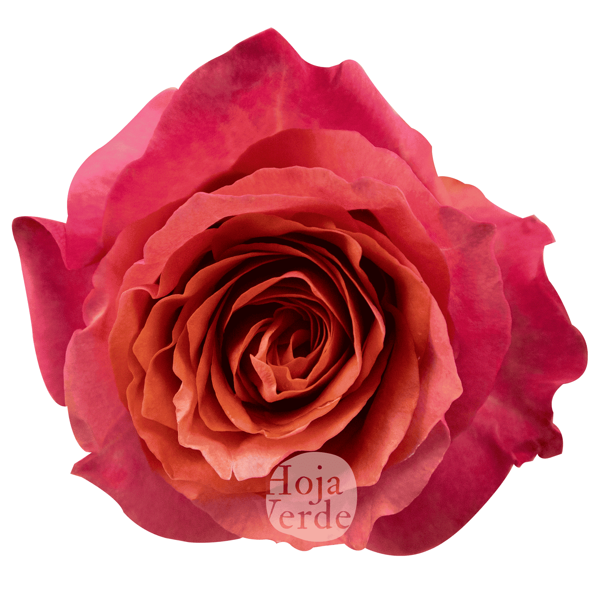 Constanza by Hoja Verde a coral rose with vibrant petals and bold color saturation