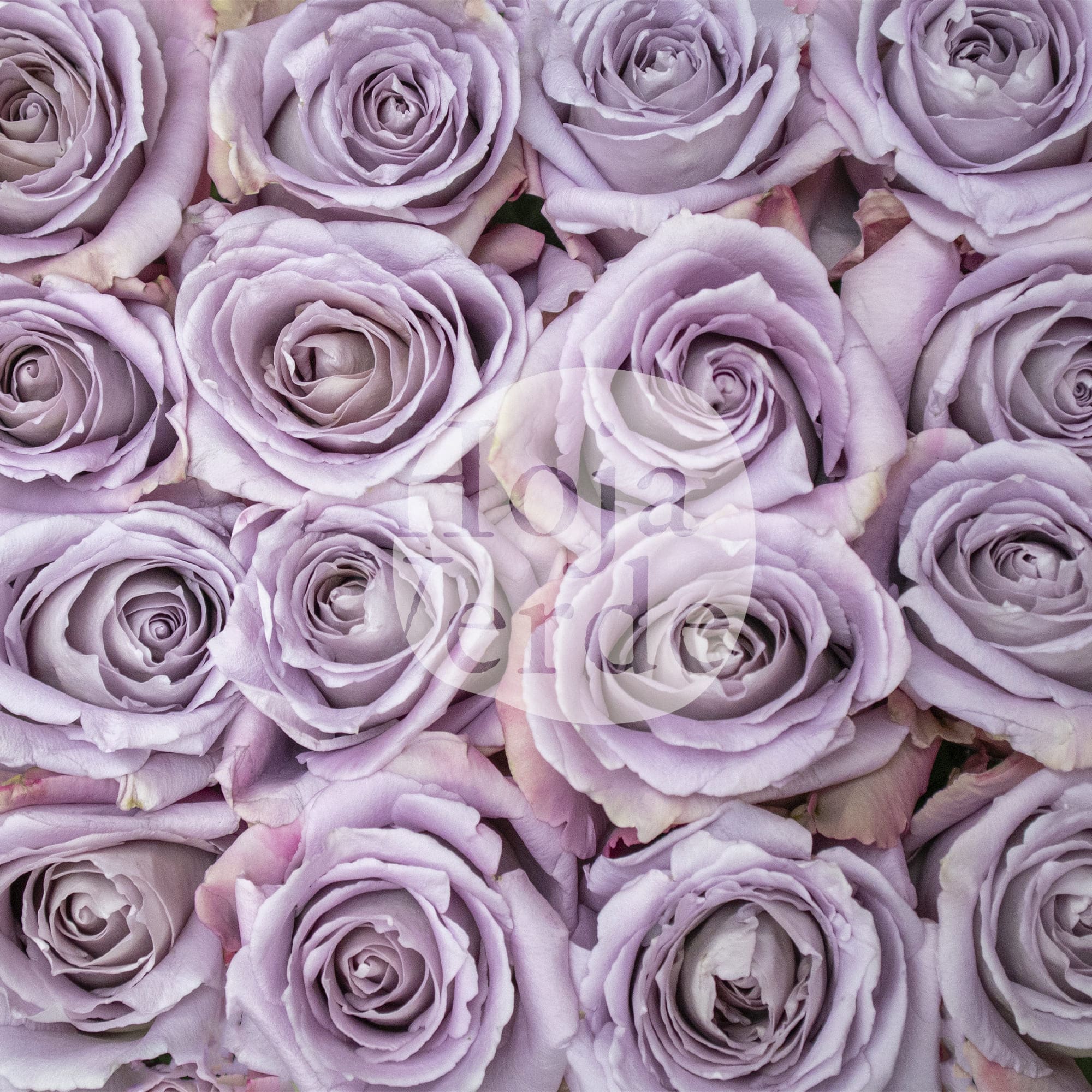 Cooldown by Hoja Verde a light lavender rose with soft pastel petals