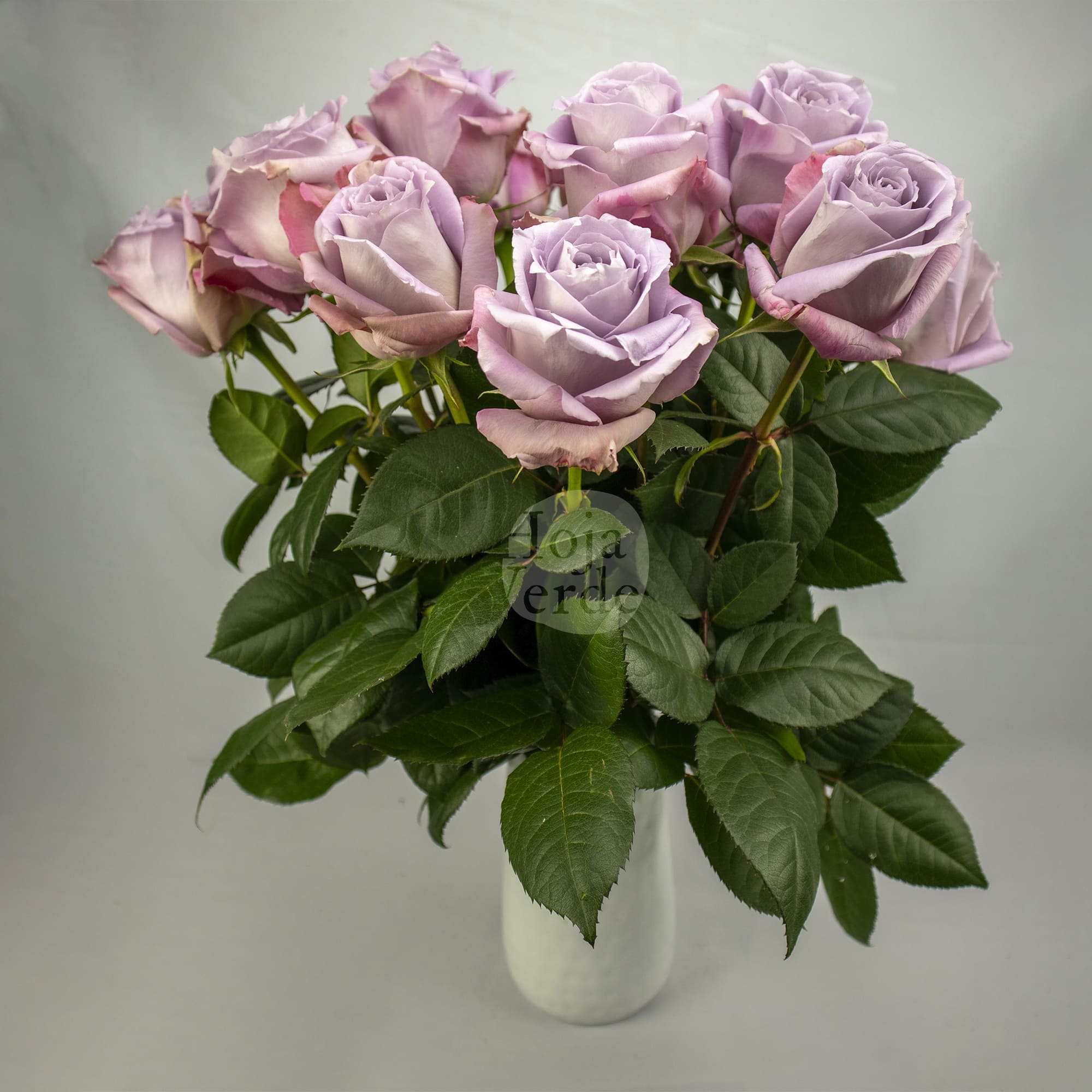 Cooldown by Hoja Verde a light lavender rose with soft pastel petals