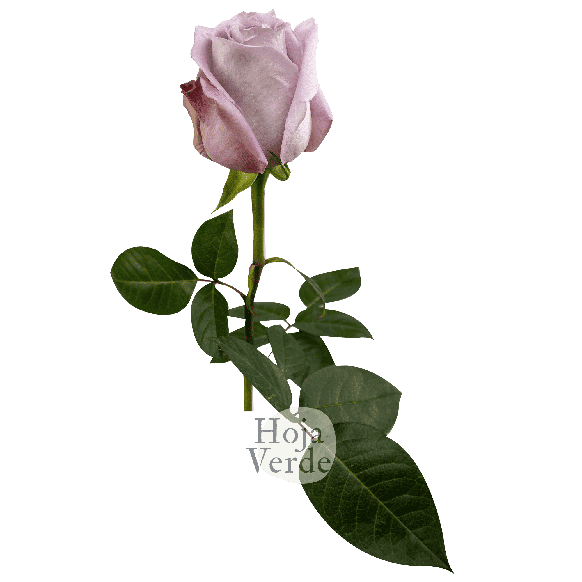 Cooldown by Hoja Verde a light lavender rose with soft pastel petals