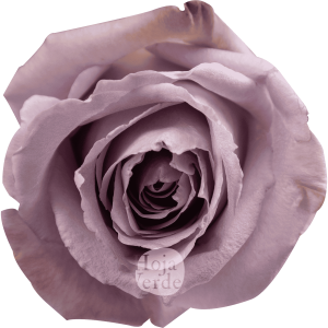 Cooldown by Hoja Verde a light lavender rose with soft pastel petals