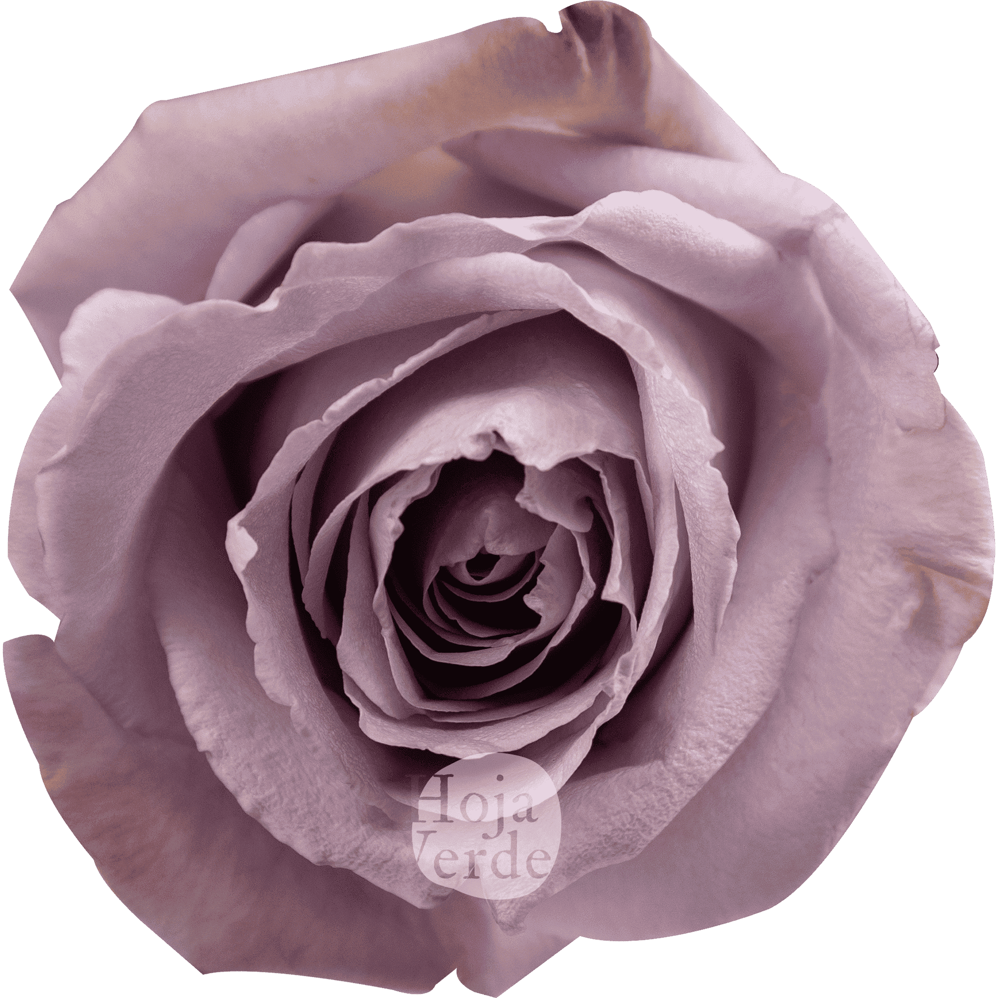 Cooldown by Hoja Verde a light lavender rose with soft pastel petals