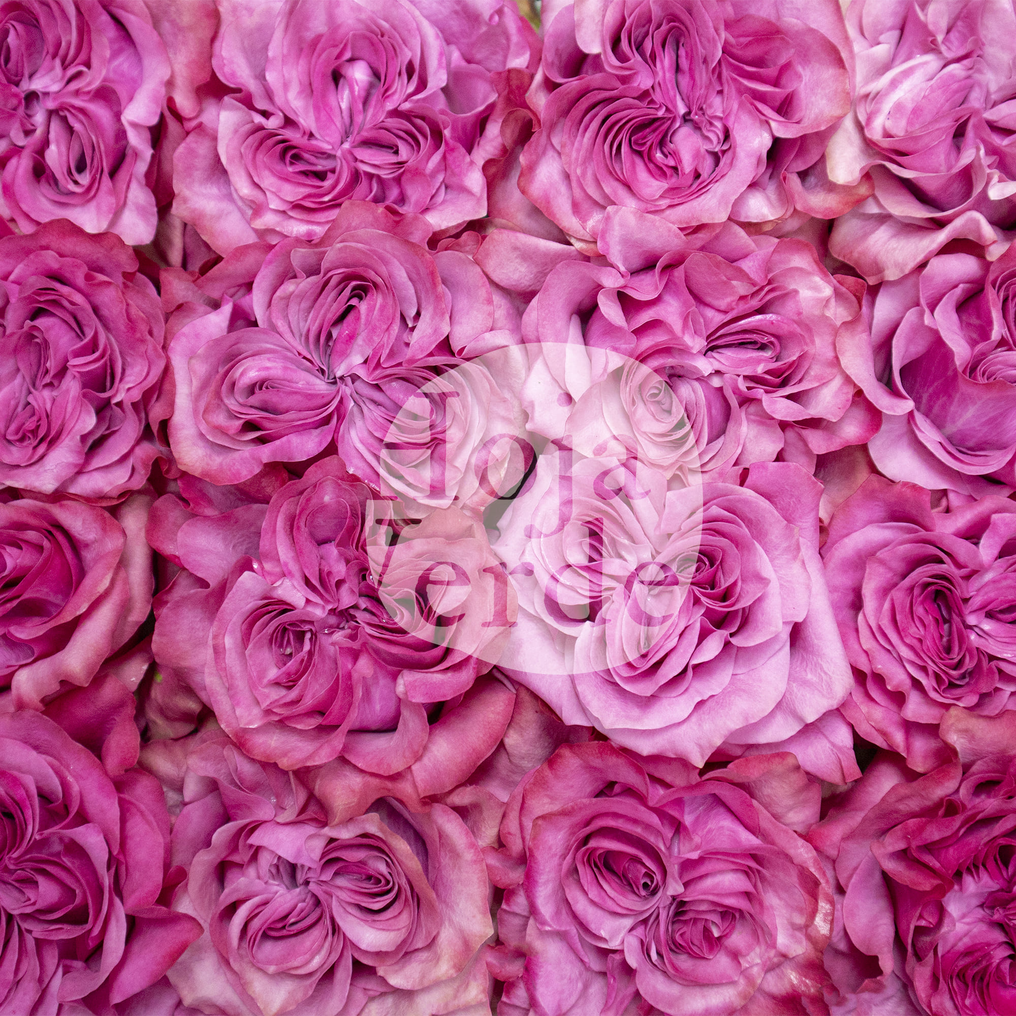 Country Blues rose from Ecuador by Hoja Verde – garden rose in lavender and magenta tones