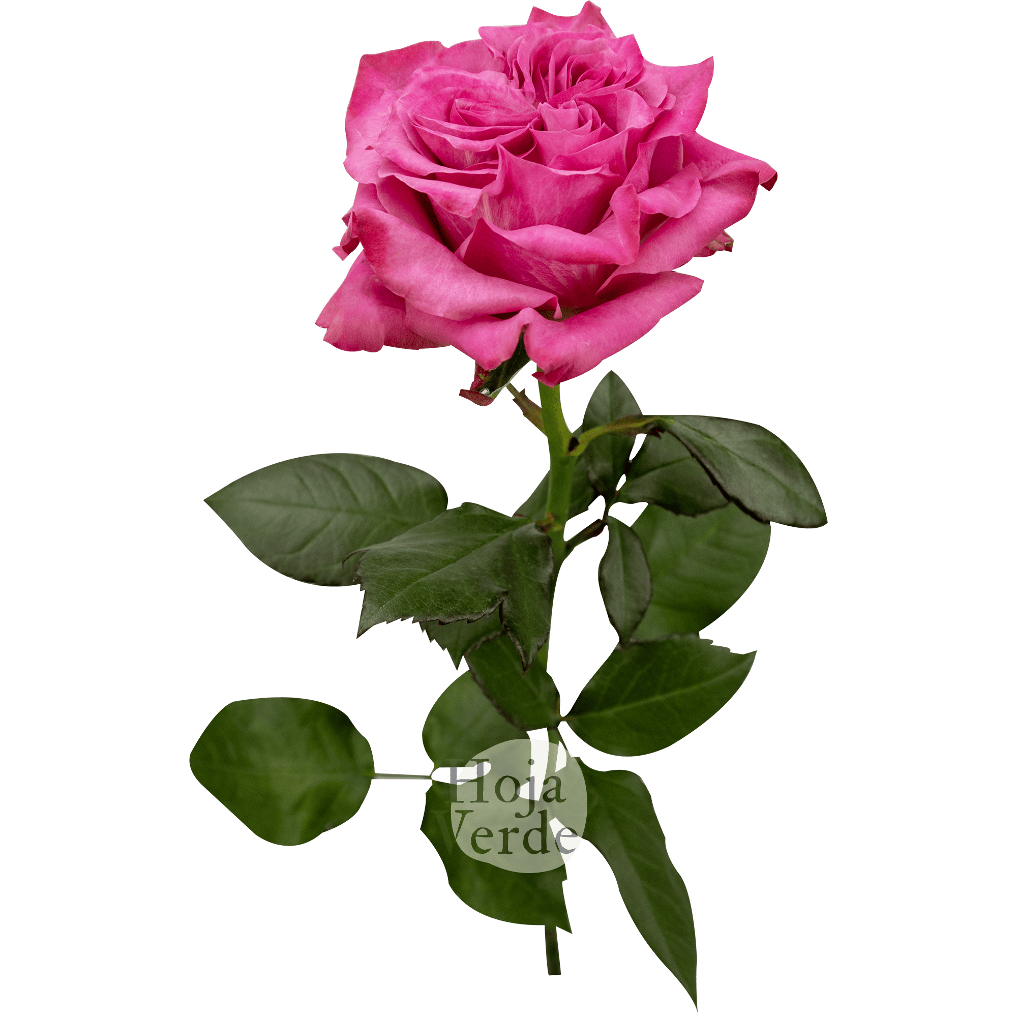 Country Blues rose from Ecuador by Hoja Verde – garden rose in lavender and magenta tones