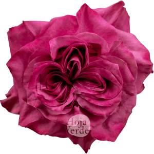 Country Blues rose from Ecuador by Hoja Verde – garden rose in lavender and magenta tones