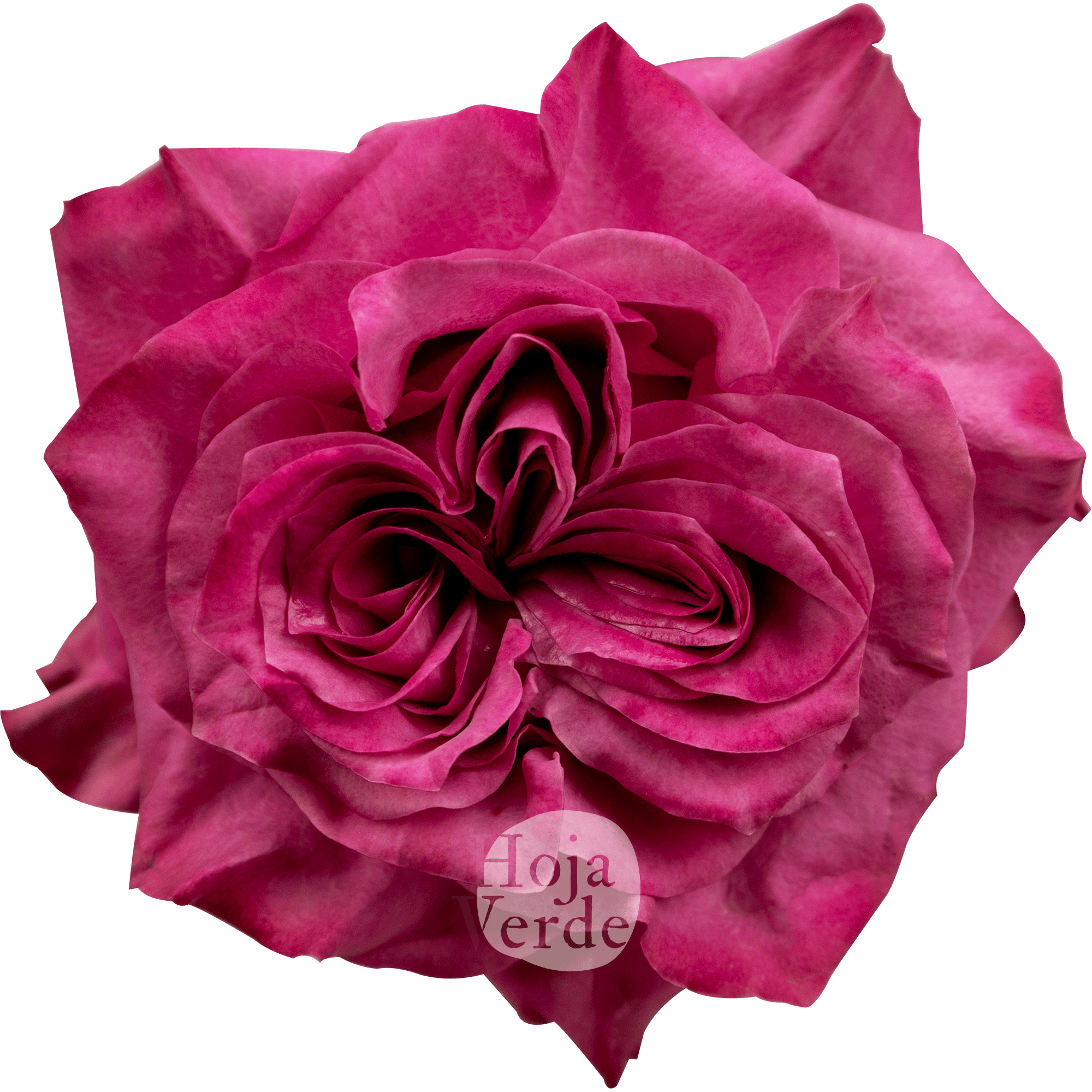 Country Blues rose from Ecuador by Hoja Verde – garden rose in lavender and magenta tones