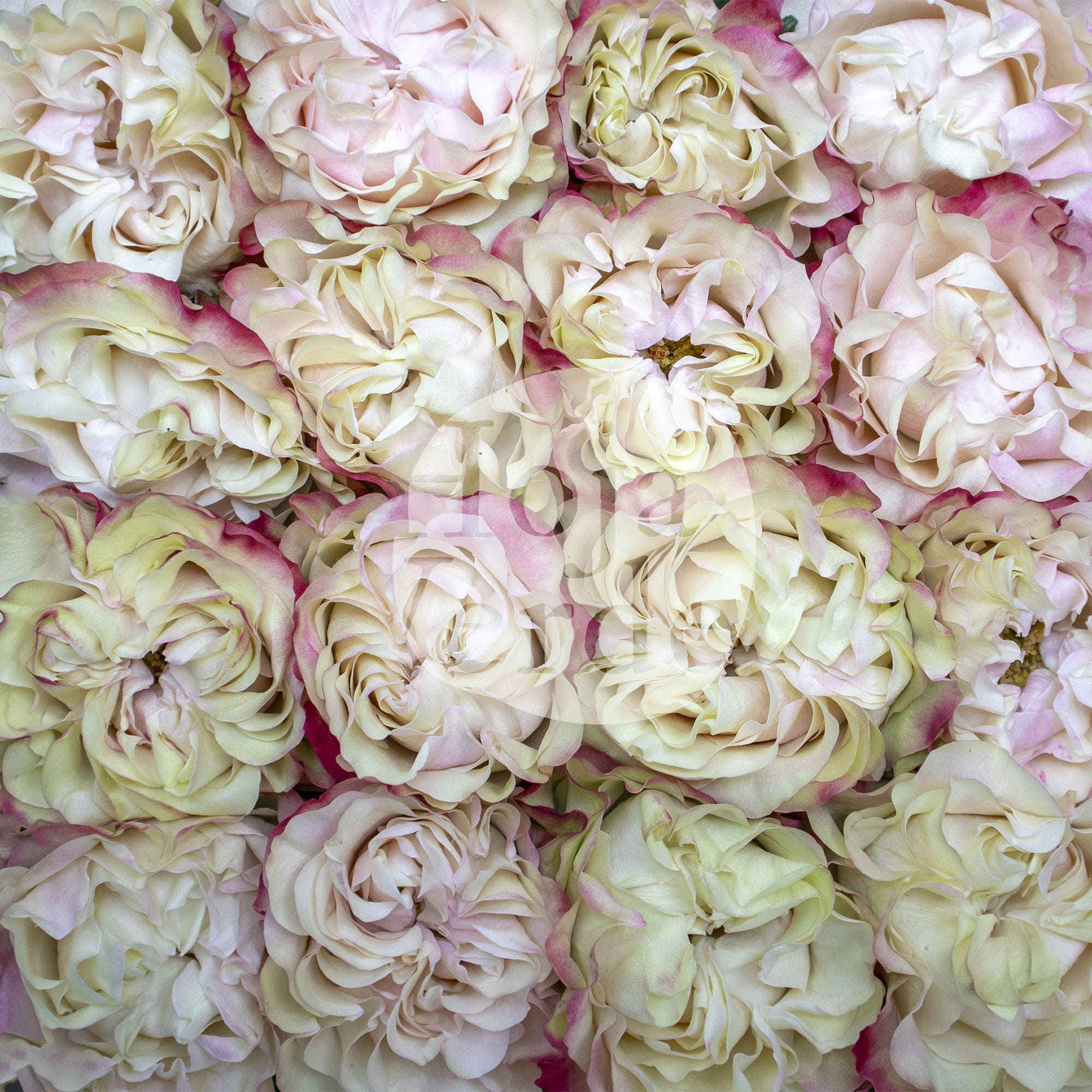 Country Candy, bi-color rose by Hoja Verde with creamy white petals edged in red and pink tones.