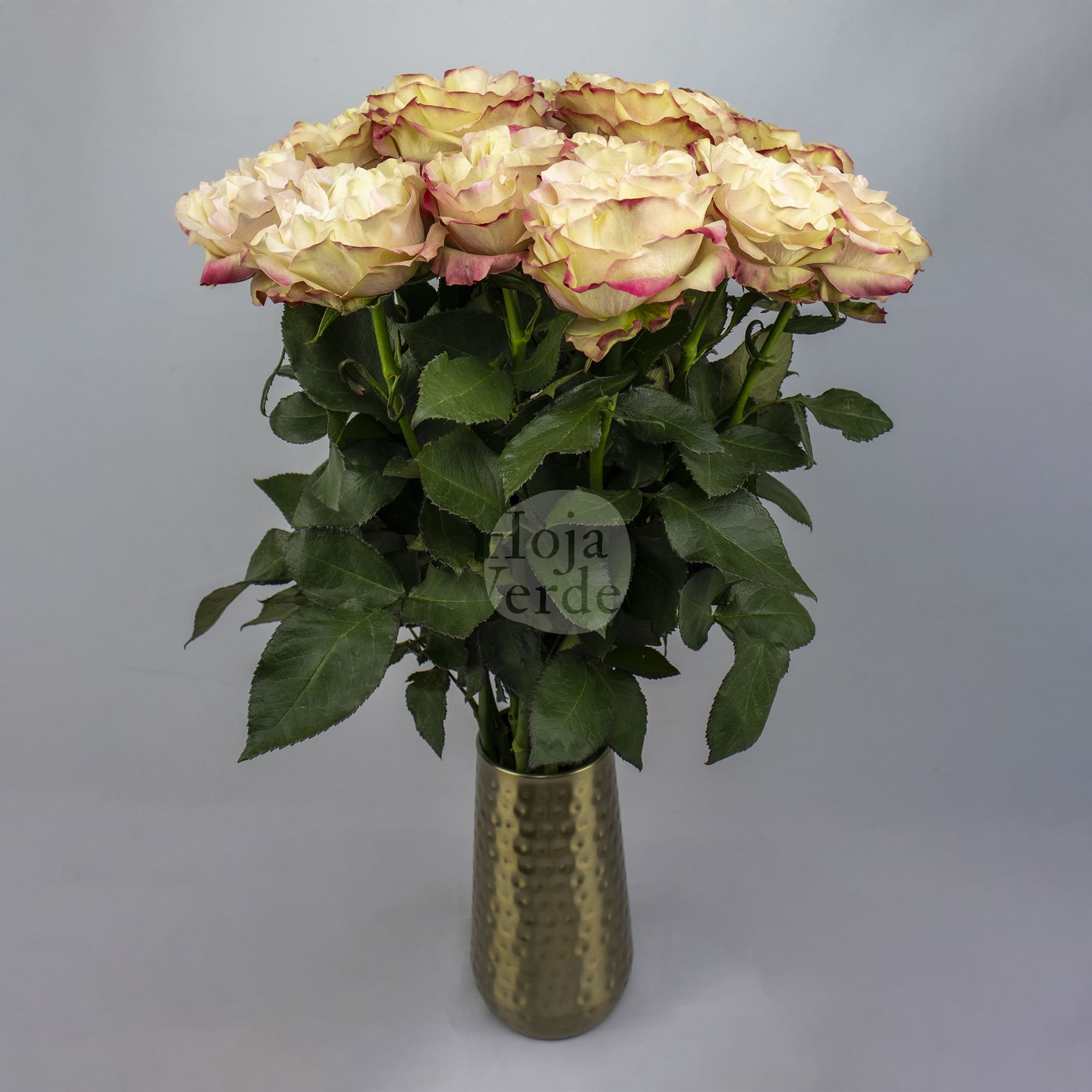 Country Candy, bi-color rose by Hoja Verde with creamy white petals edged in red and pink tones.