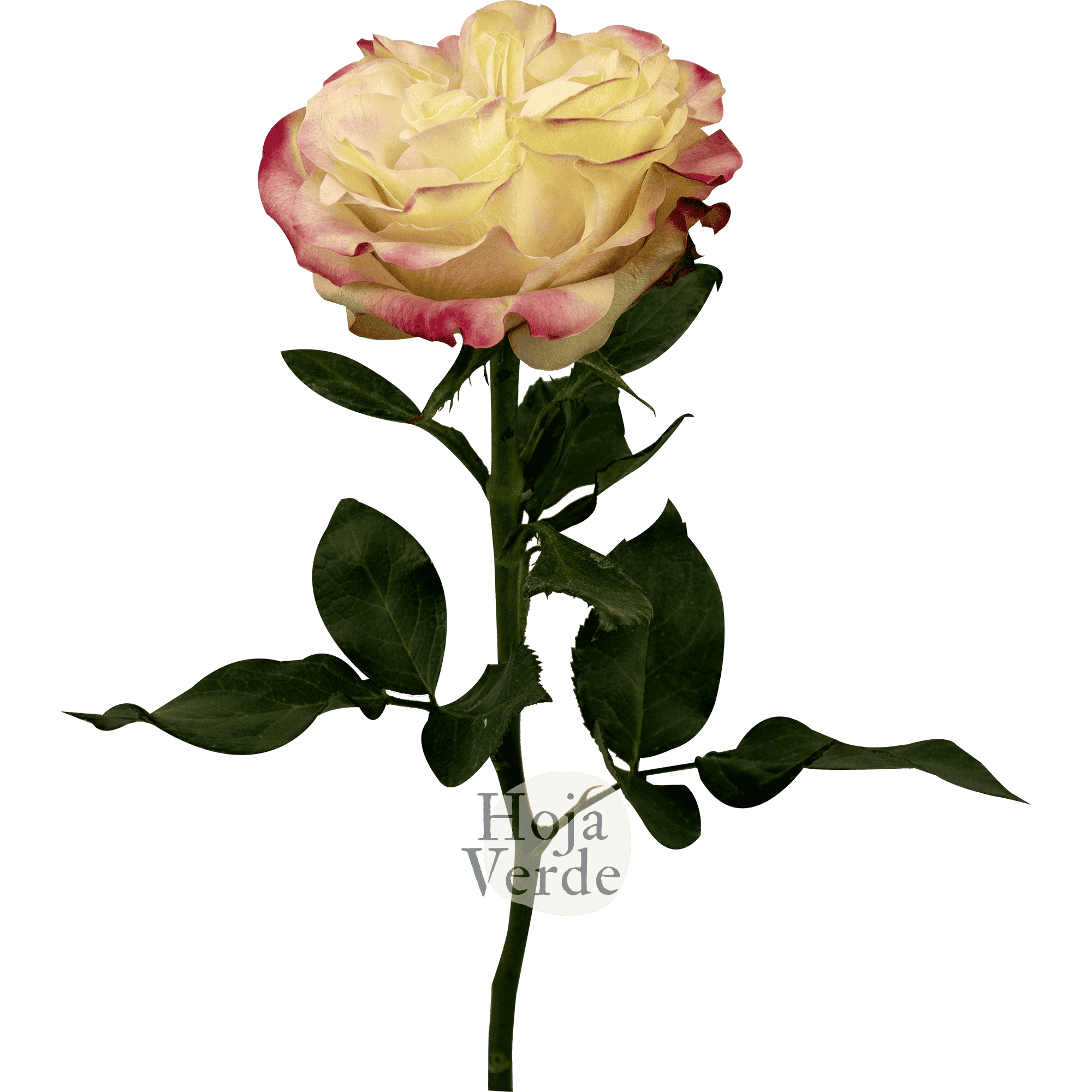 Country Candy, bi-color rose by Hoja Verde with creamy white petals edged in red and pink tones.