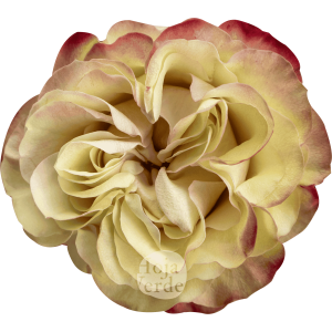Country Candy, bi-color rose by Hoja Verde with creamy white petals edged in red and pink tones.