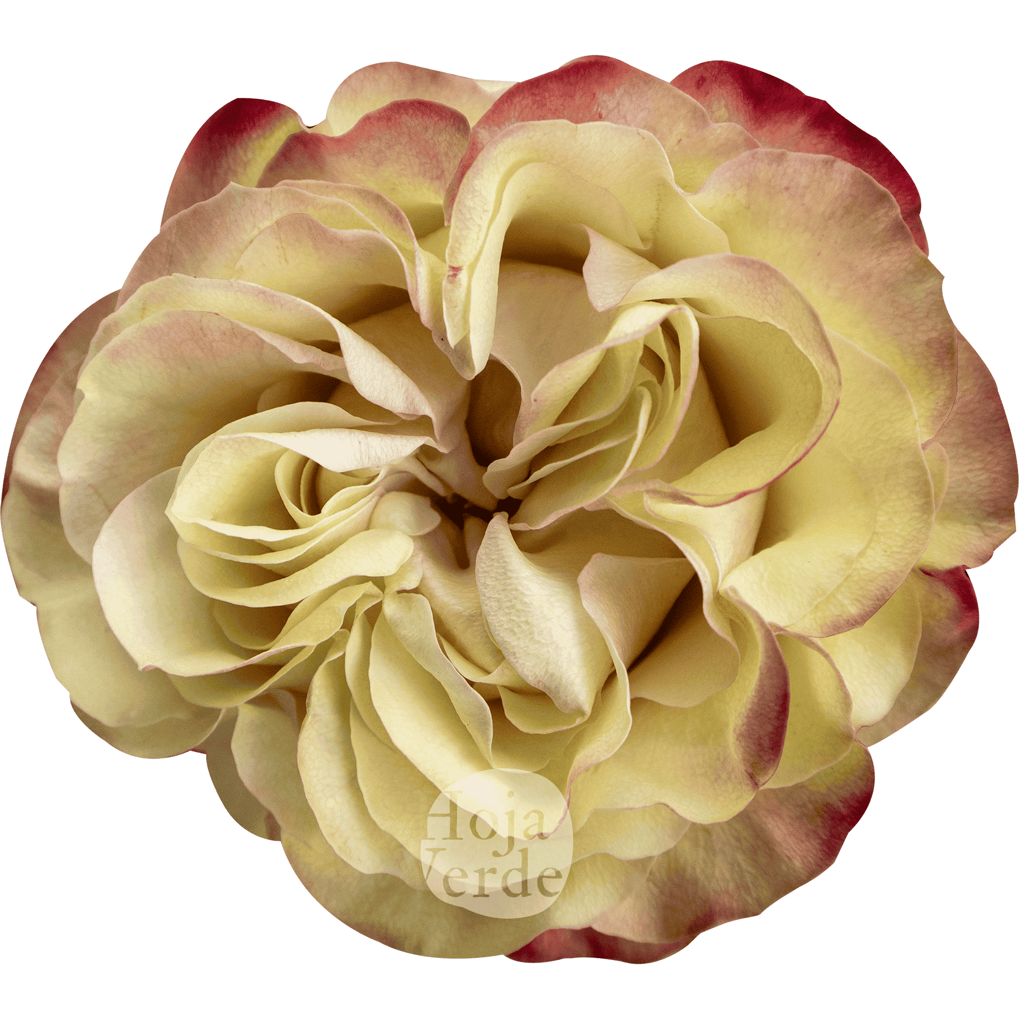 Country Candy, bi-color rose by Hoja Verde with creamy white petals edged in red and pink tones.