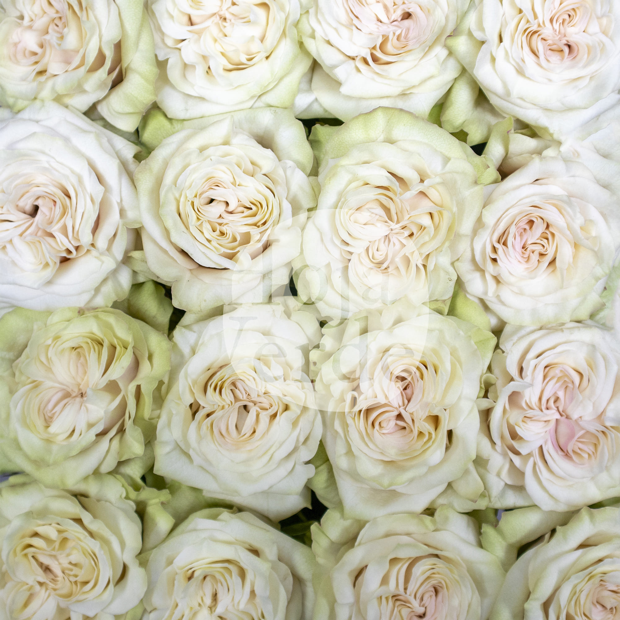 Country Blues rose by Hoja Verde – Ecuadorian soft pink garden rose with tea green edges