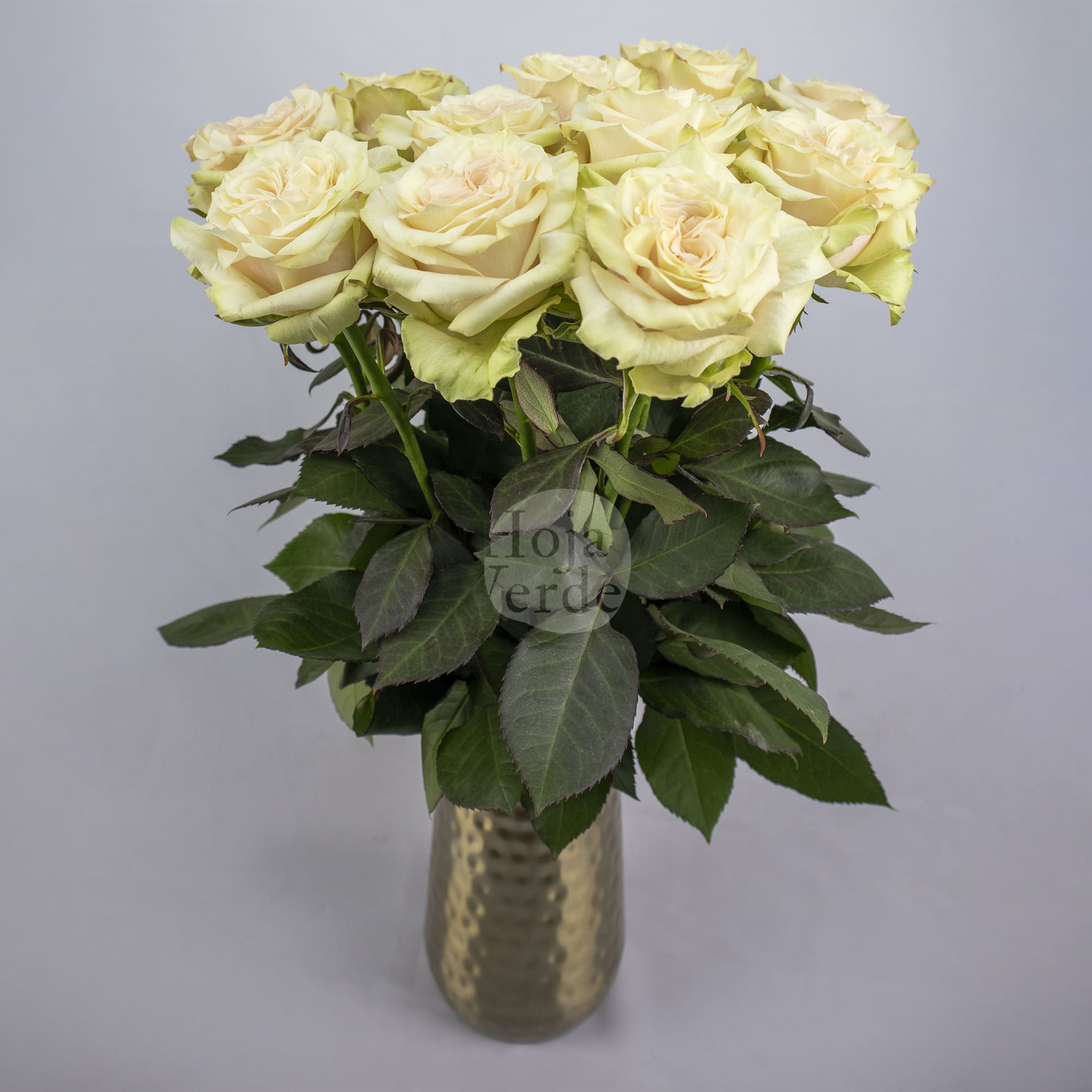 Country Blues rose by Hoja Verde – Ecuadorian soft pink garden rose with tea green edges