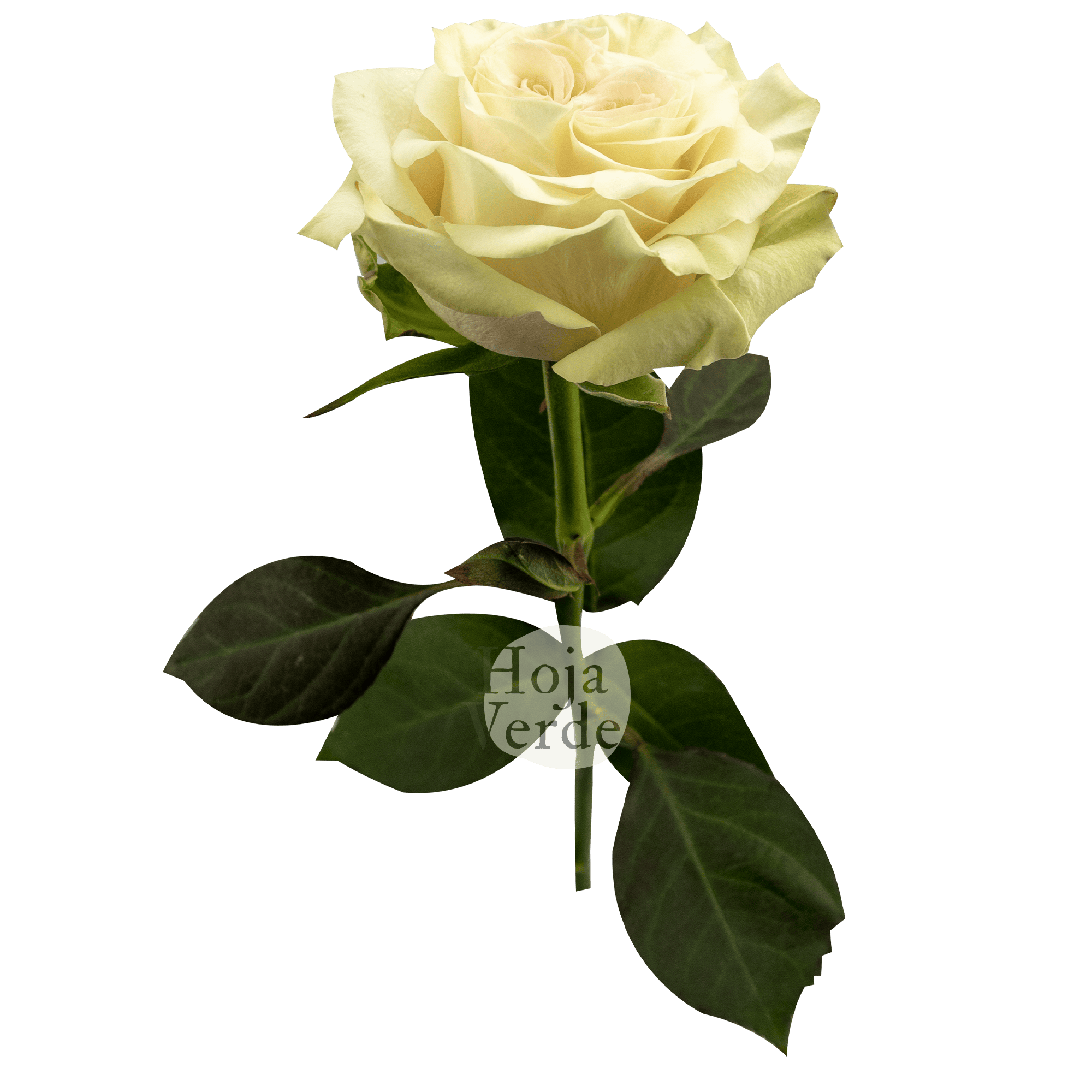 Country Blues rose by Hoja Verde – Ecuadorian soft pink garden rose with tea green edges