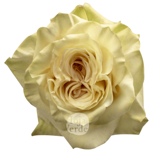 Country Blues rose by Hoja Verde – Ecuadorian soft pink garden rose with tea green edges