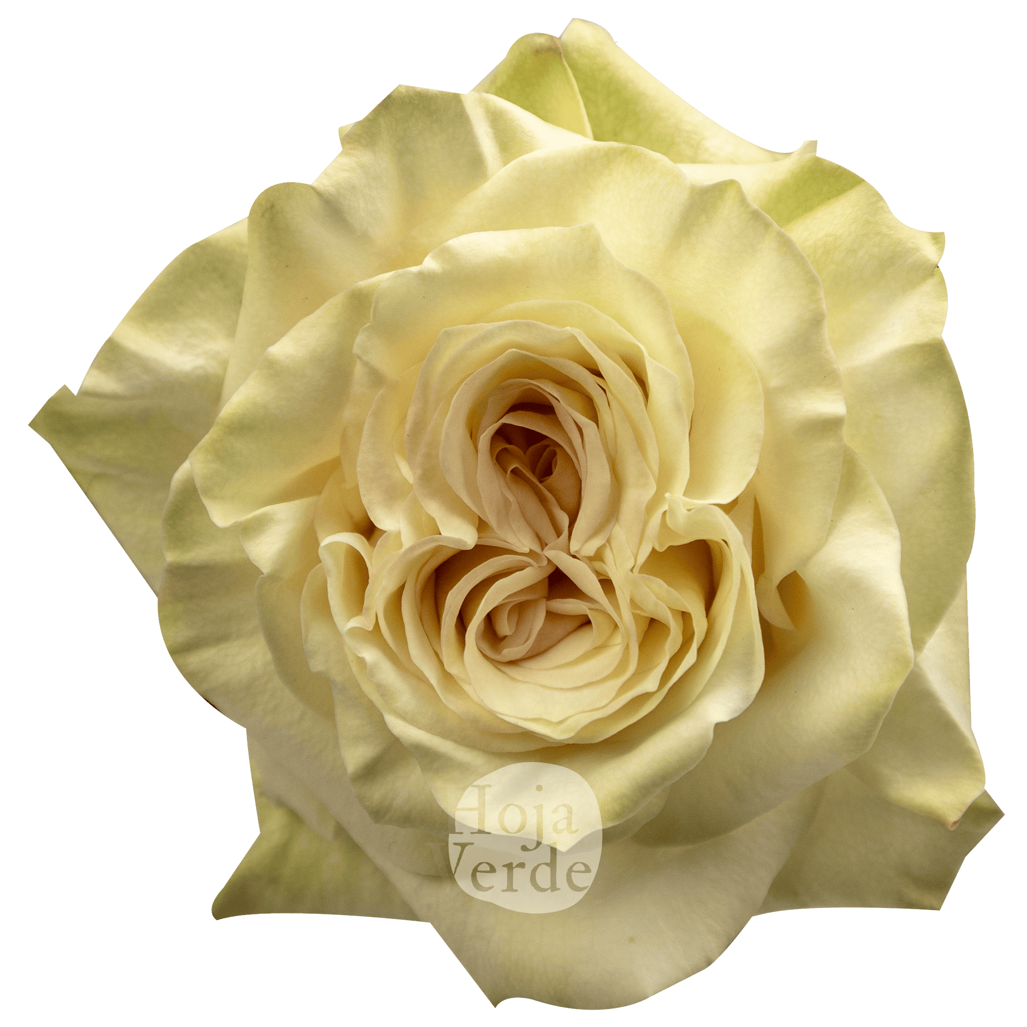 Country Blues rose by Hoja Verde – Ecuadorian soft pink garden rose with tea green edges