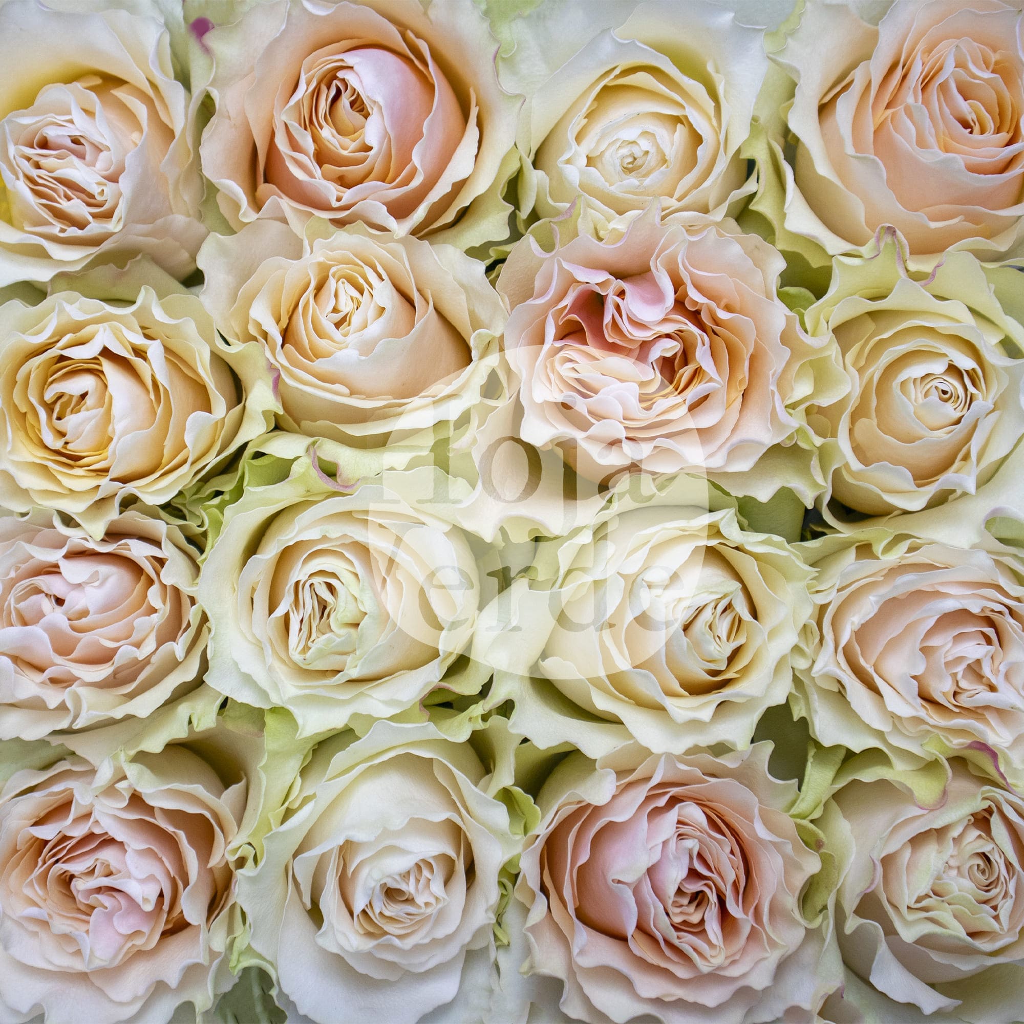 Cream Carpe Diem rose by Hoja Verde, soft cream tone with delicately serrated petal edges