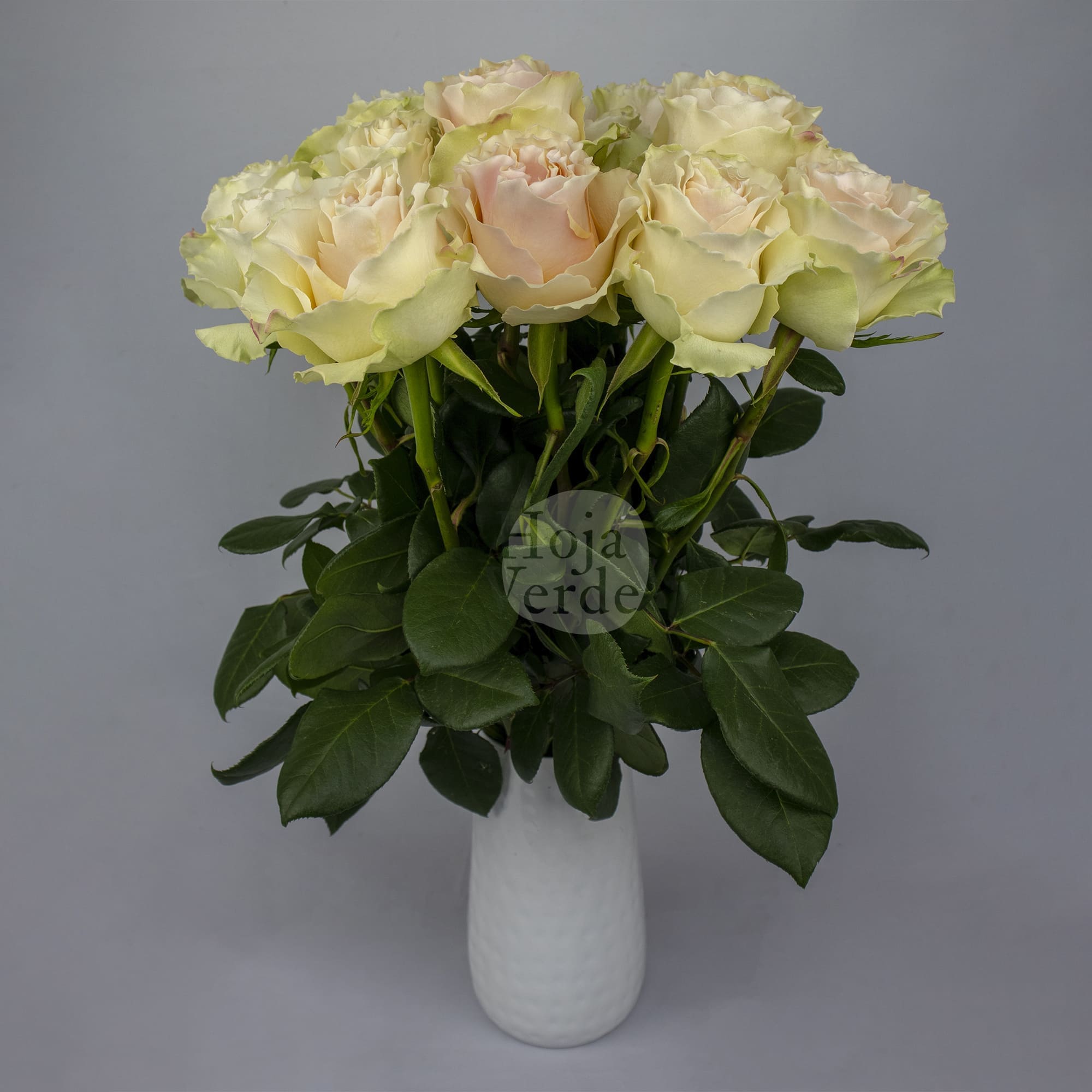 Cream Carpe Diem rose by Hoja Verde, soft cream tone with delicately serrated petal edges