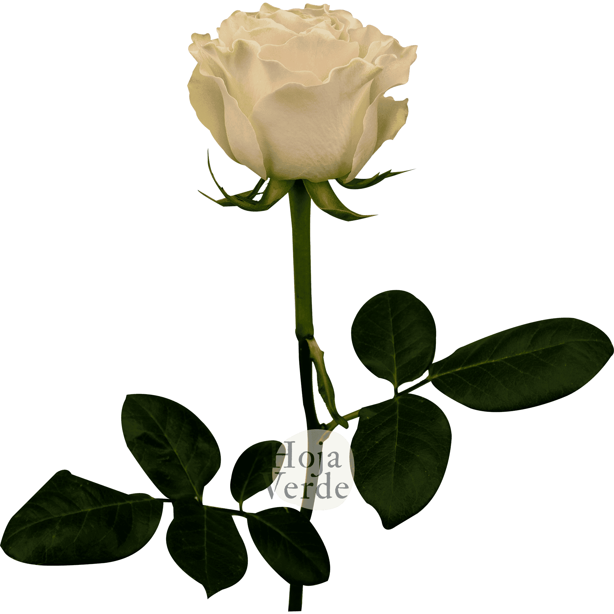 Cream Carpe Diem rose by Hoja Verde, soft cream tone with delicately serrated petal edges