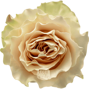 Cream Carpe Diem rose by Hoja Verde, soft cream tone with delicately serrated petal edges