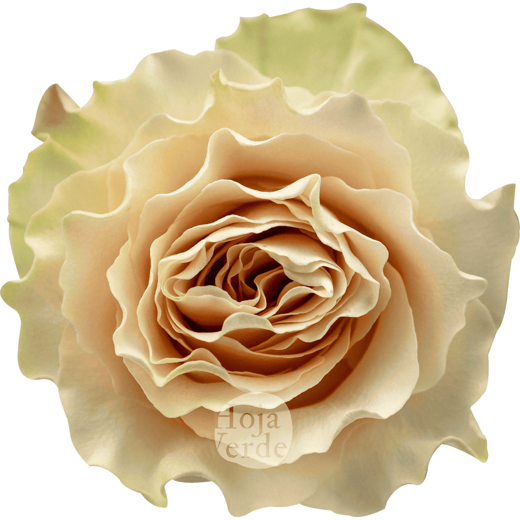Cream Carpe Diem rose by Hoja Verde, soft cream tone with delicately serrated petal edges