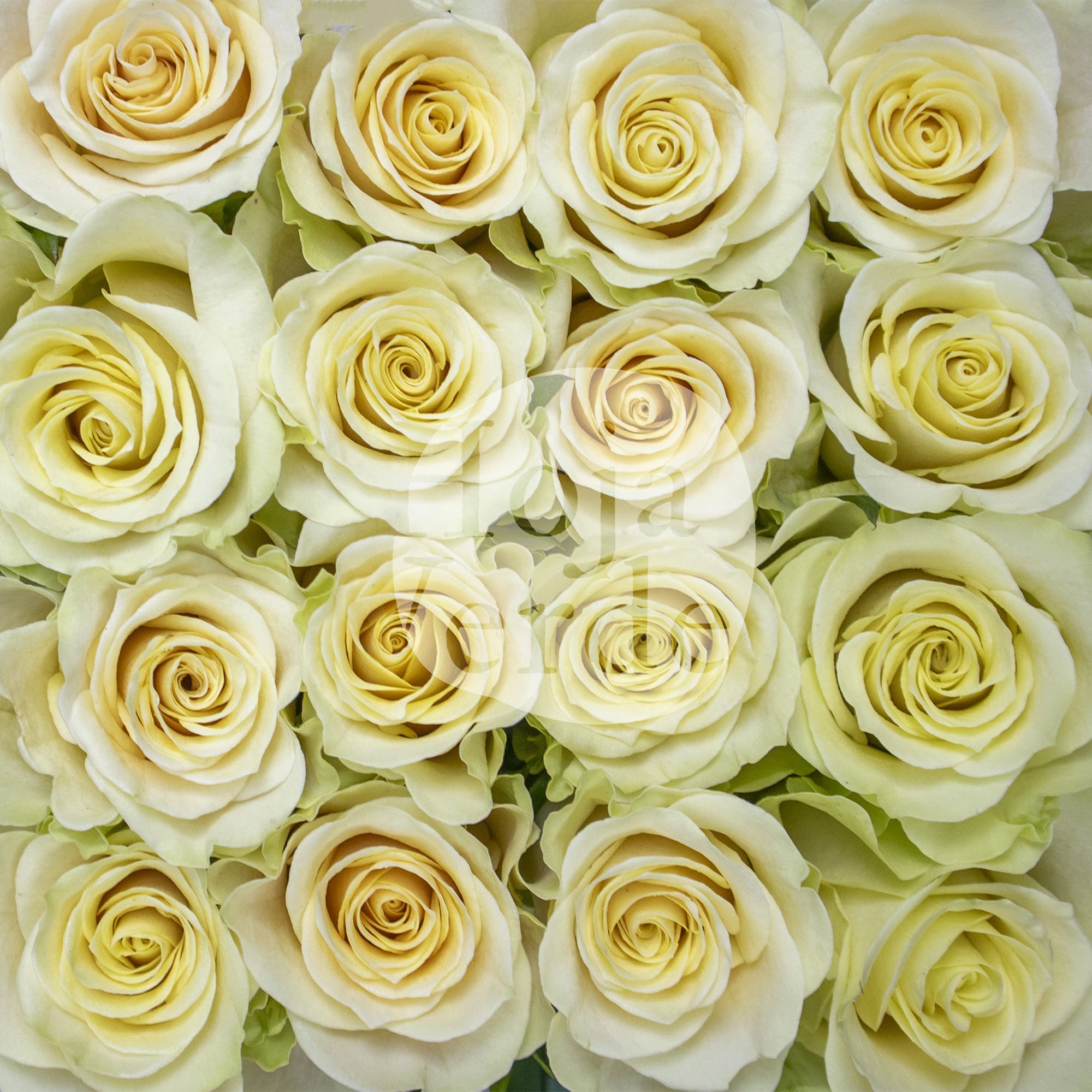 Cream Prophyta by Hoja Verde – a soft, pure cream rose