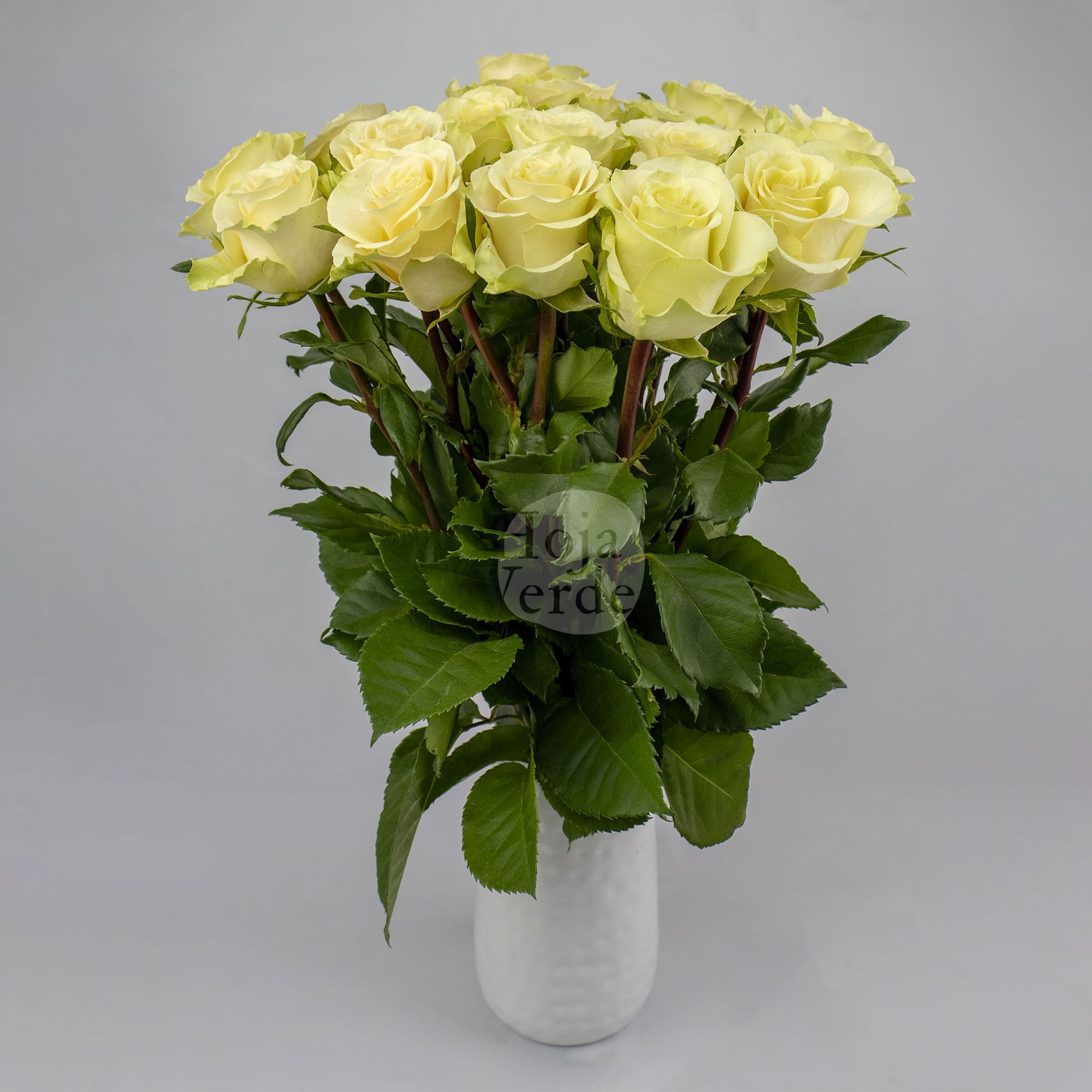 Cream Prophyta by Hoja Verde – a soft, pure cream rose
