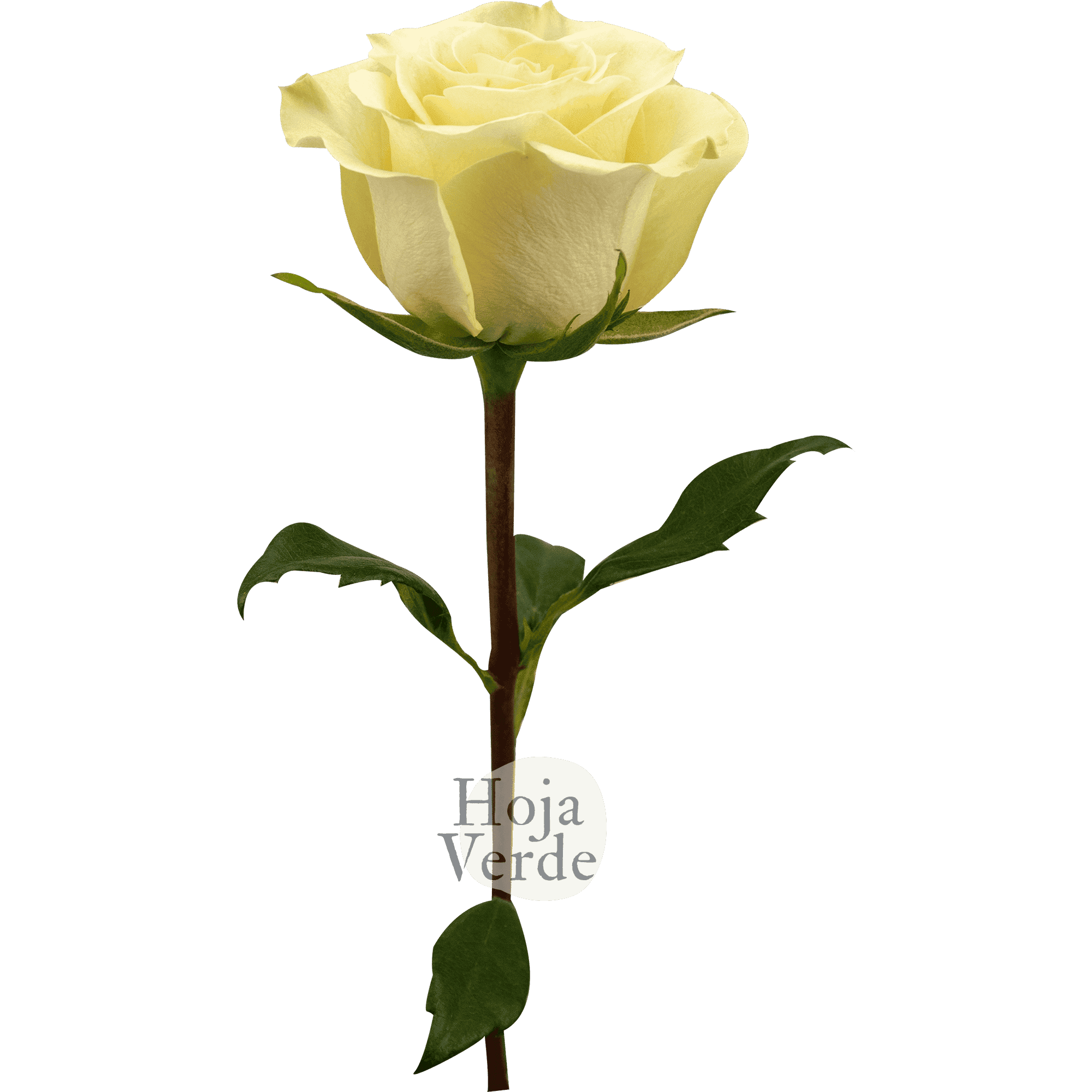Cream Prophyta by Hoja Verde – a soft, pure cream rose