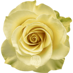 Cream Prophyta by Hoja Verde – a soft, pure cream rose