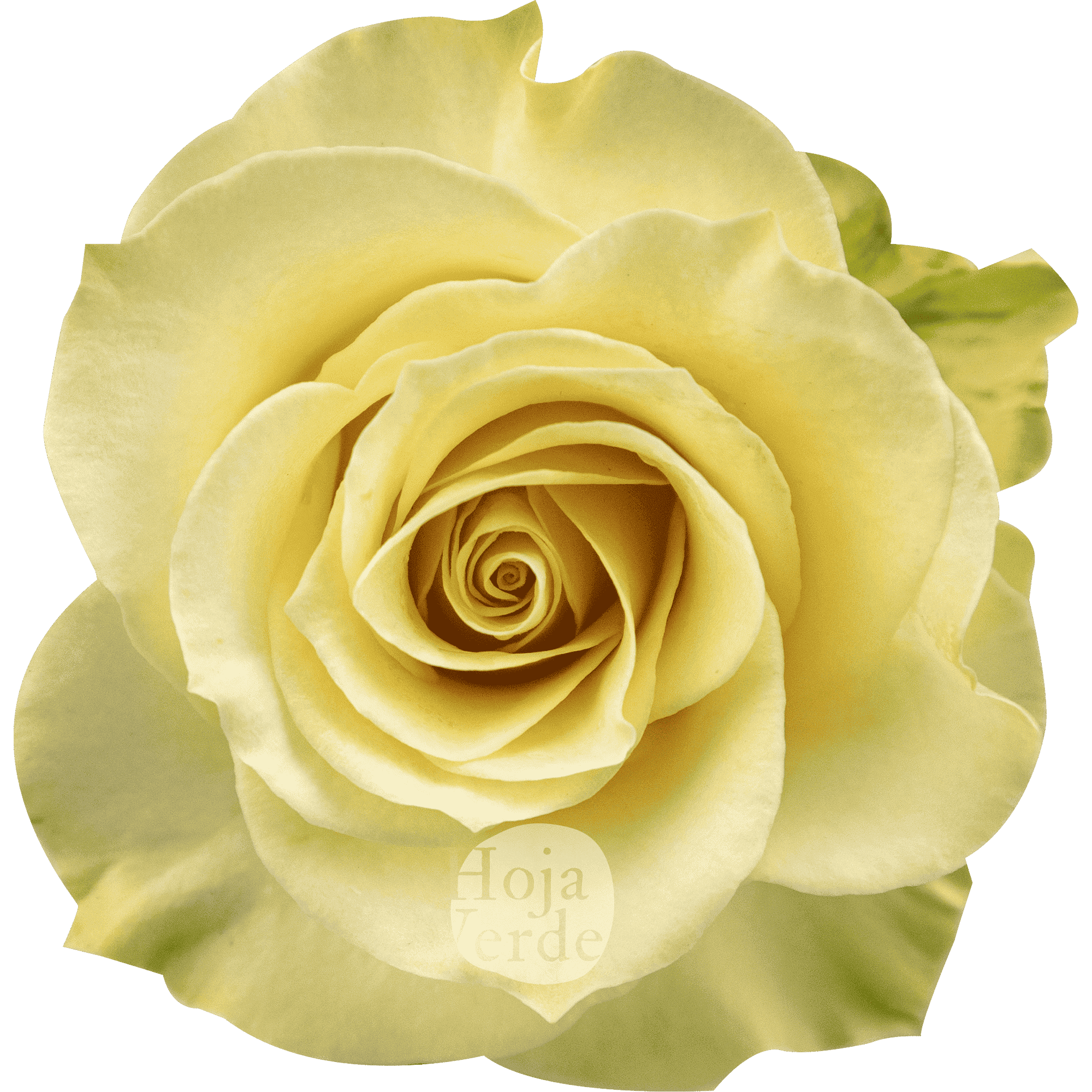 Cream Prophyta by Hoja Verde – a soft, pure cream rose