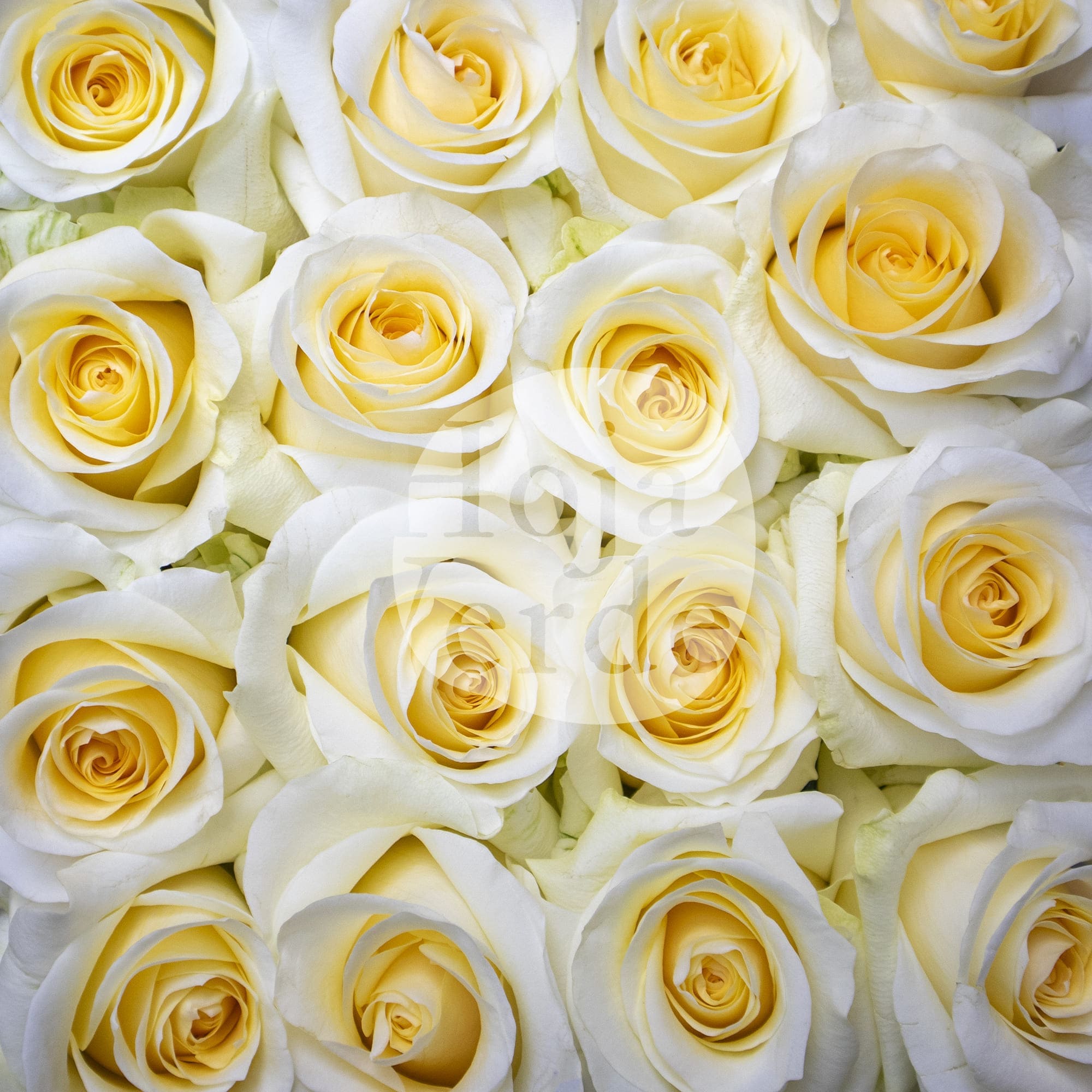 Crème de la Crème rose by Hoja Verde – creamy white petals with a rich yellow-cream center and perfectly rounded shape