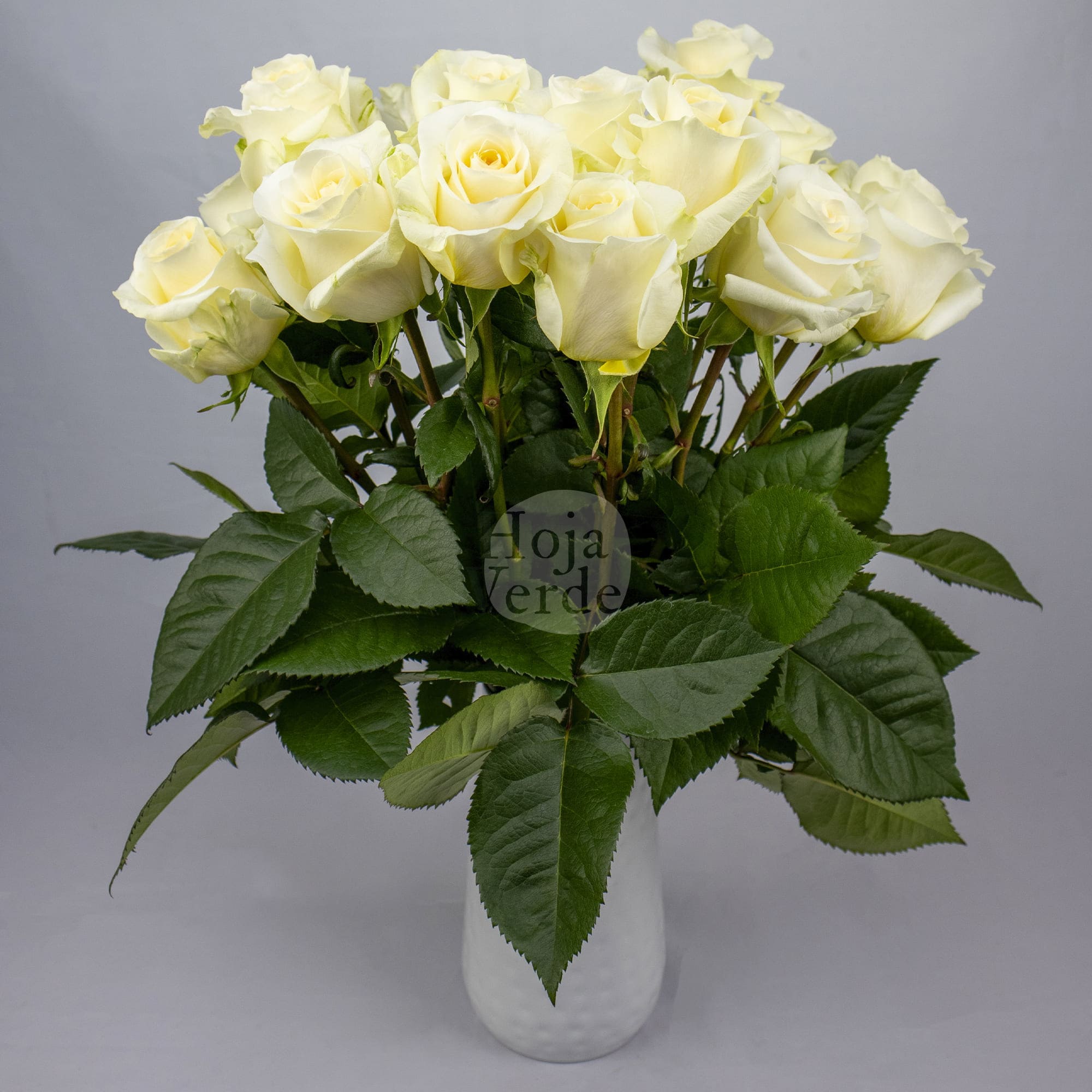Crème de la Crème rose by Hoja Verde – creamy white petals with a rich yellow-cream center and perfectly rounded shape