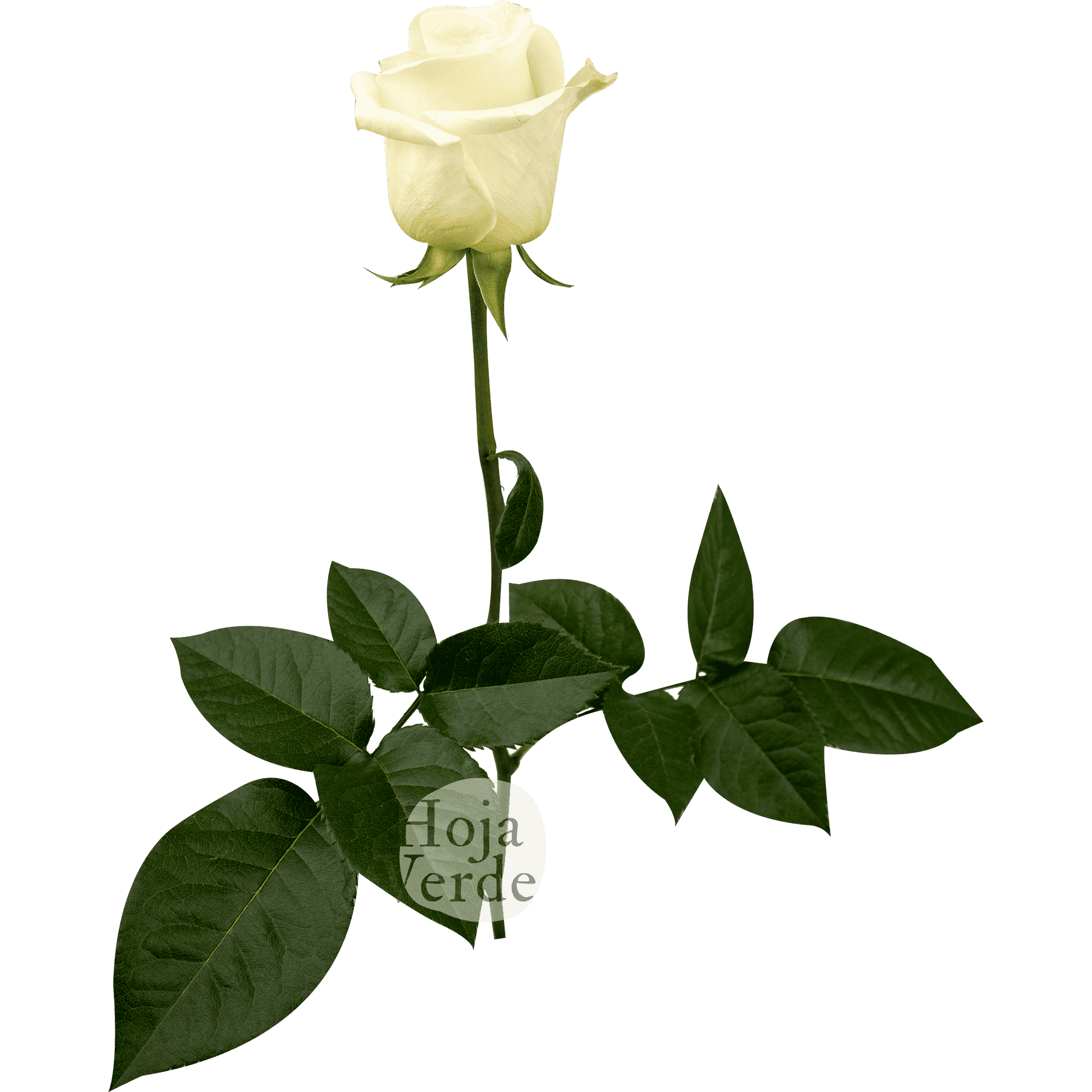 Crème de la Crème rose by Hoja Verde – creamy white petals with a rich yellow-cream center and perfectly rounded shape
