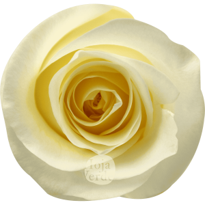 Crème de la Crème rose by Hoja Verde – creamy white petals with a rich yellow-cream center and perfectly rounded shape