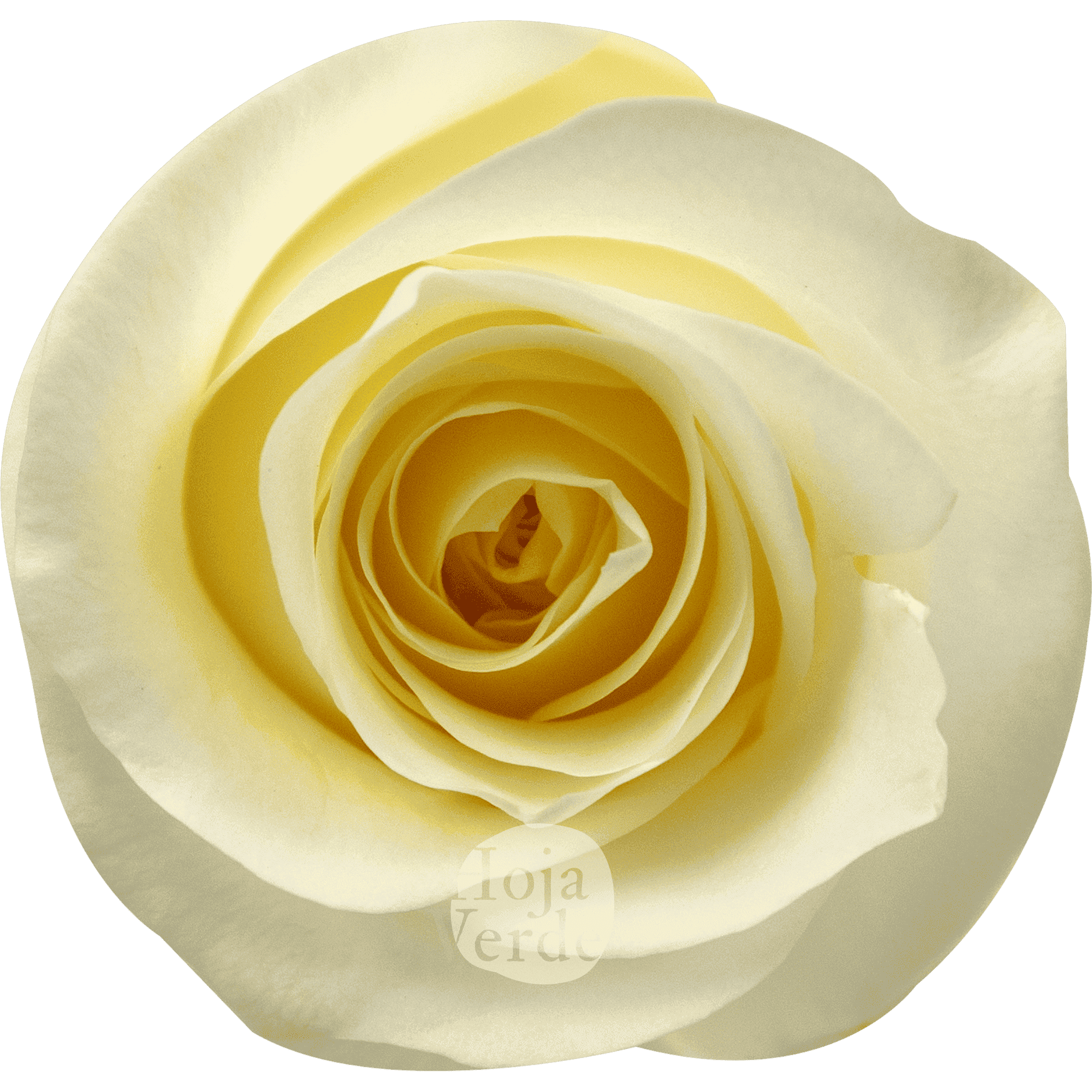 Crème de la Crème rose by Hoja Verde – creamy white petals with a rich yellow-cream center and perfectly rounded shape