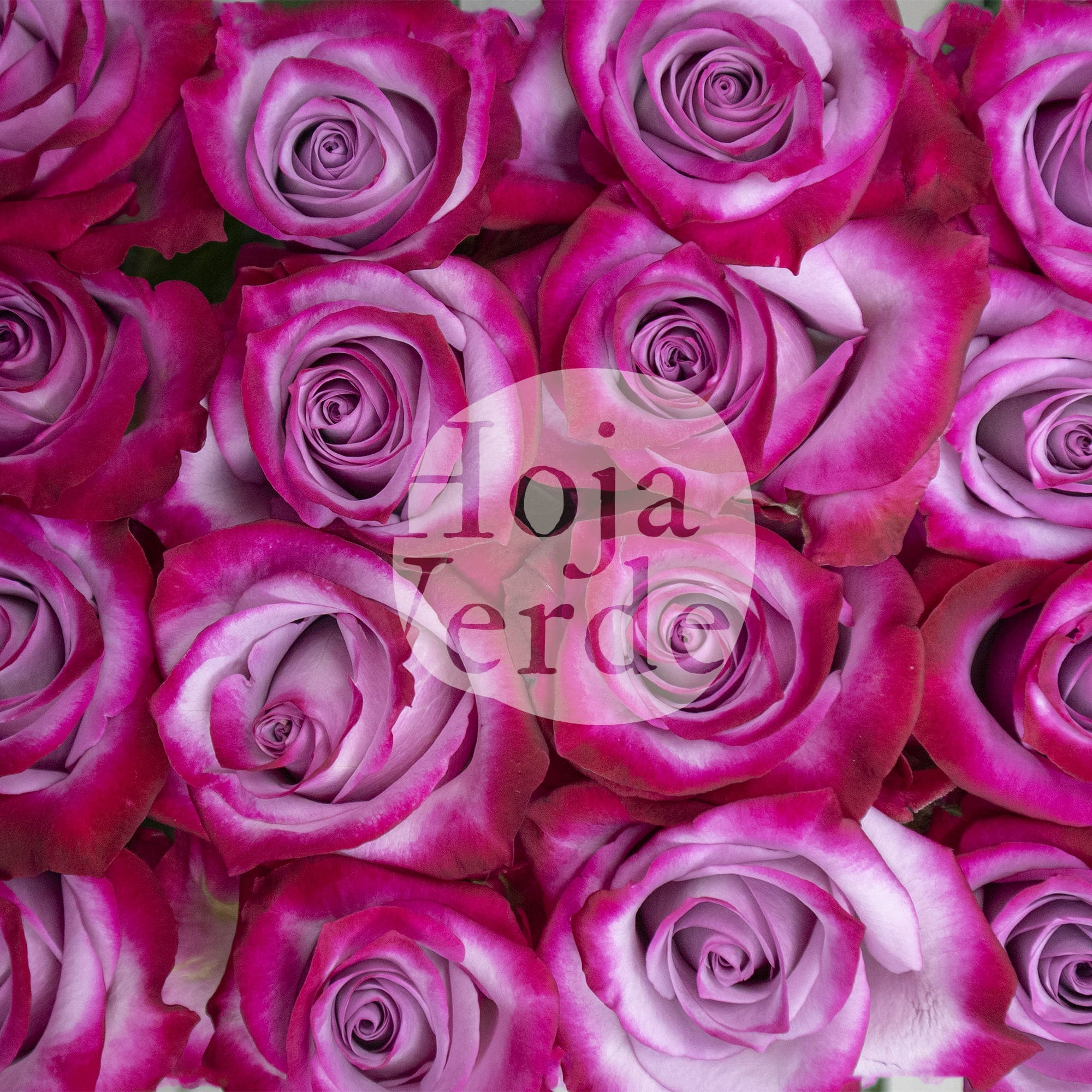Deep Purple rose by Hoja Verde – lavender petals with magenta-tinged edges and a dramatic bicolor contrast