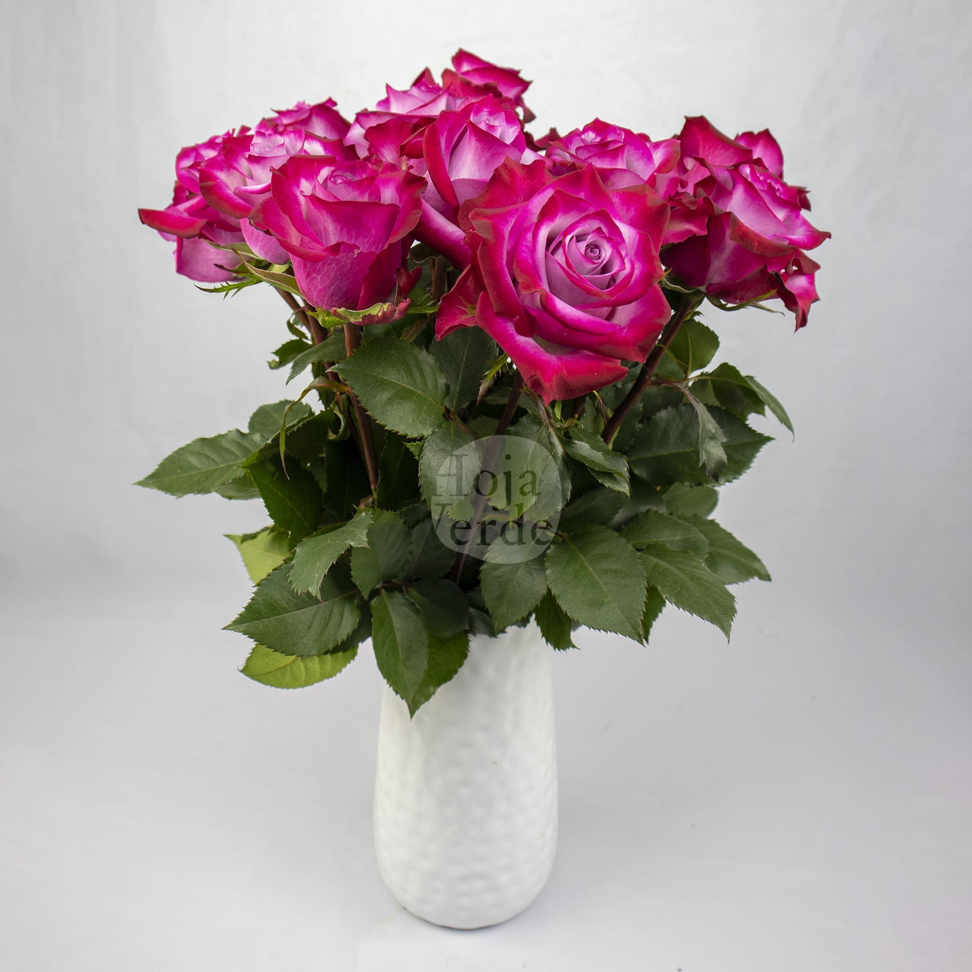 Deep Purple rose by Hoja Verde – lavender petals with magenta-tinged edges and a dramatic bicolor contrast