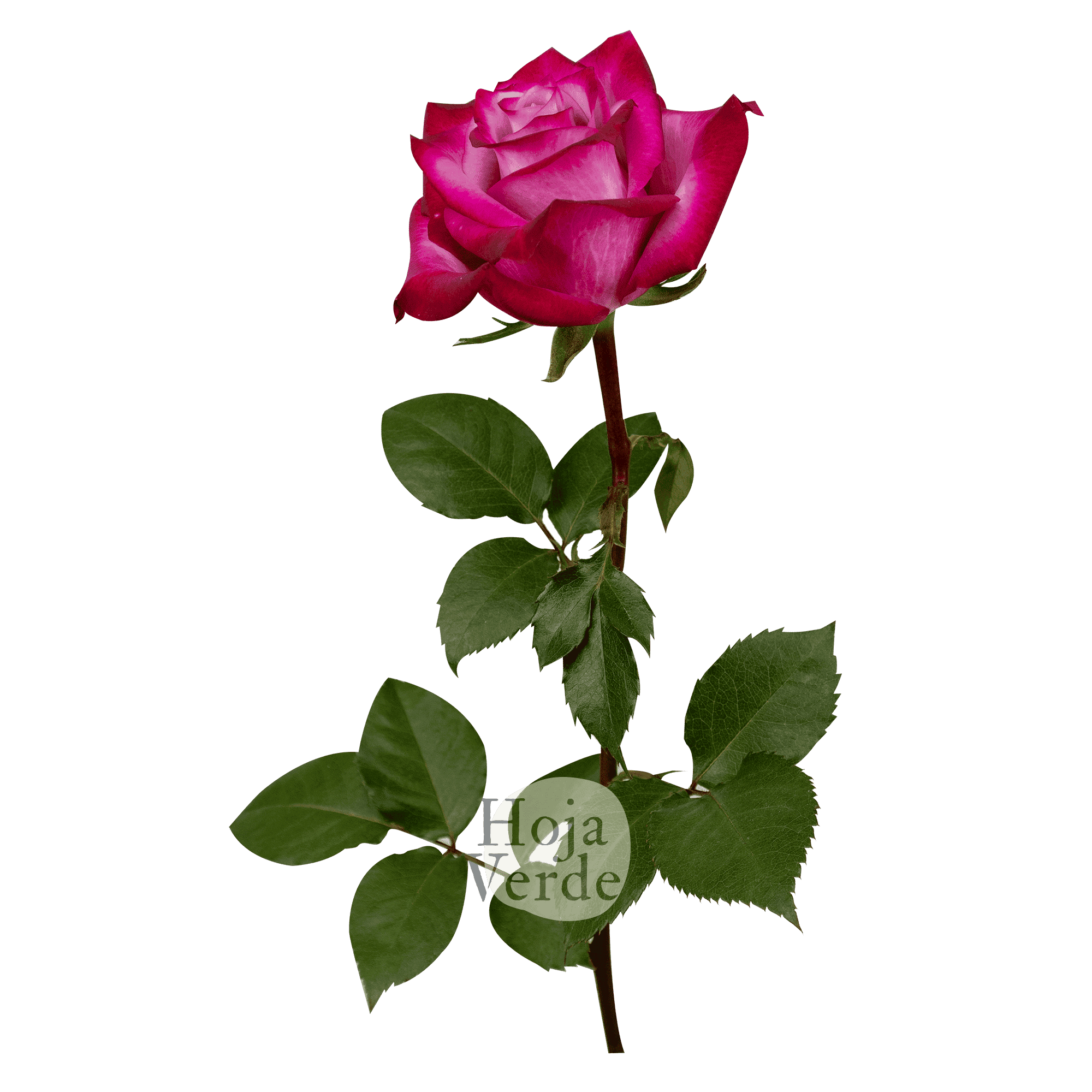 Deep Purple rose by Hoja Verde – lavender petals with magenta-tinged edges and a dramatic bicolor contrast
