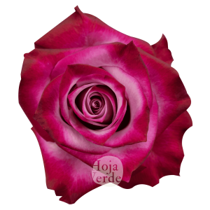 Deep Purple rose by Hoja Verde – lavender petals with magenta-tinged edges and a dramatic bicolor contrast