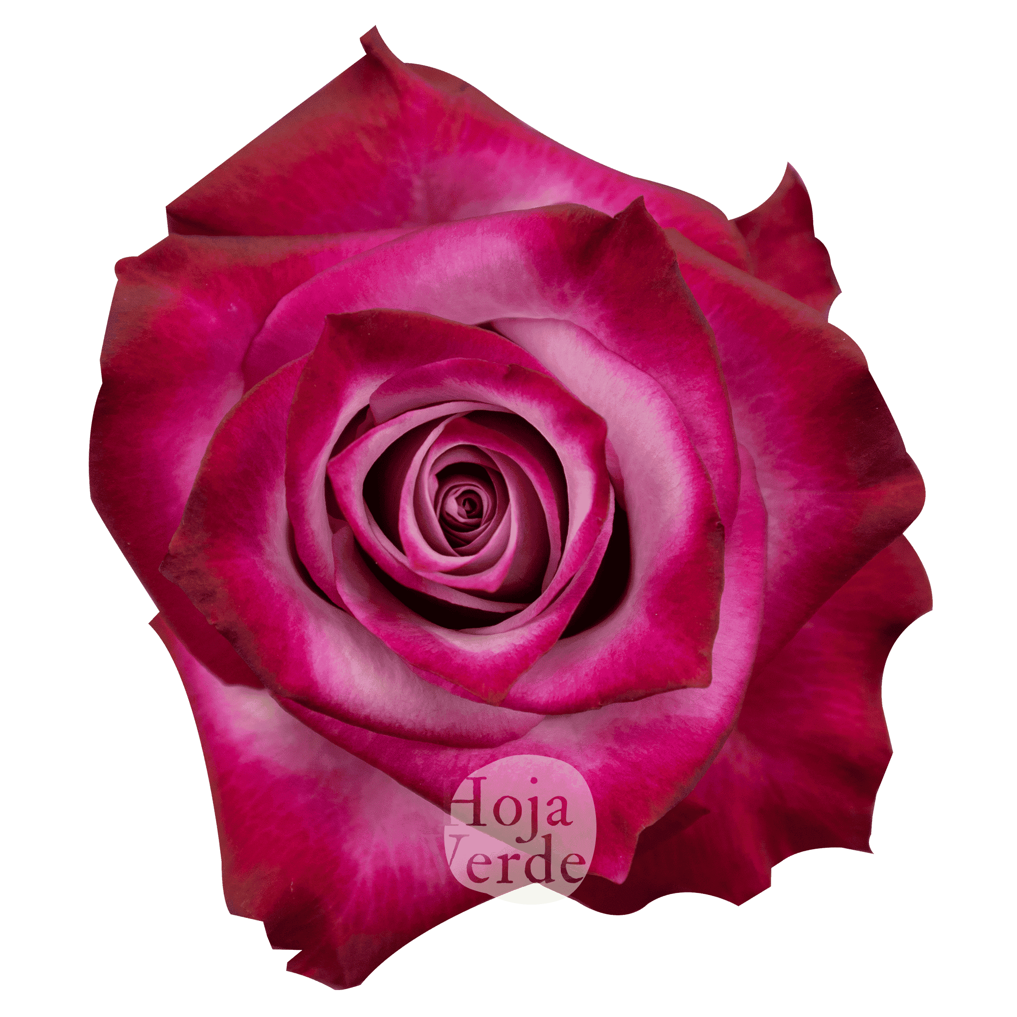 Deep Purple rose by Hoja Verde – lavender petals with magenta-tinged edges and a dramatic bicolor contrast